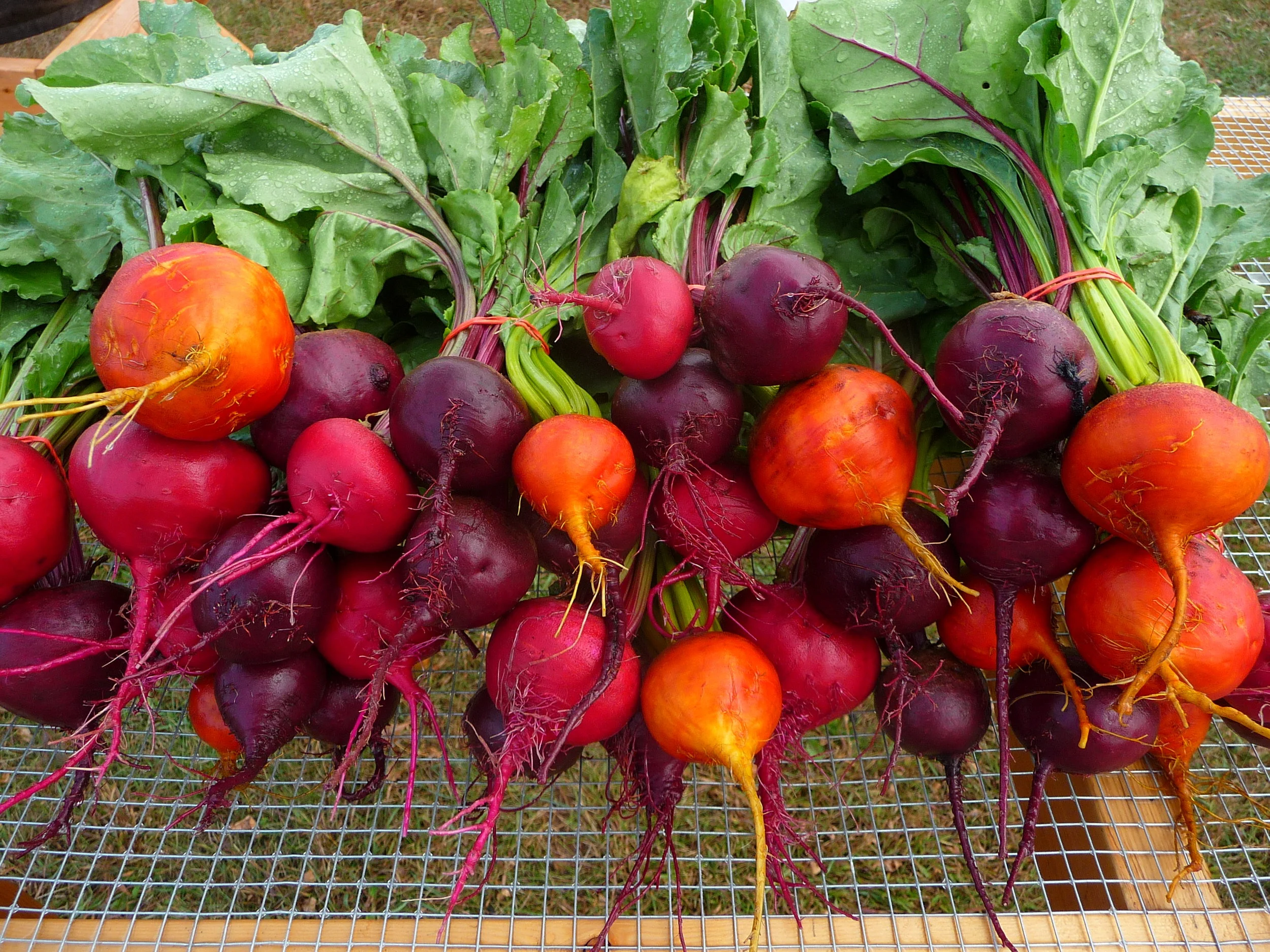 beets.jpg