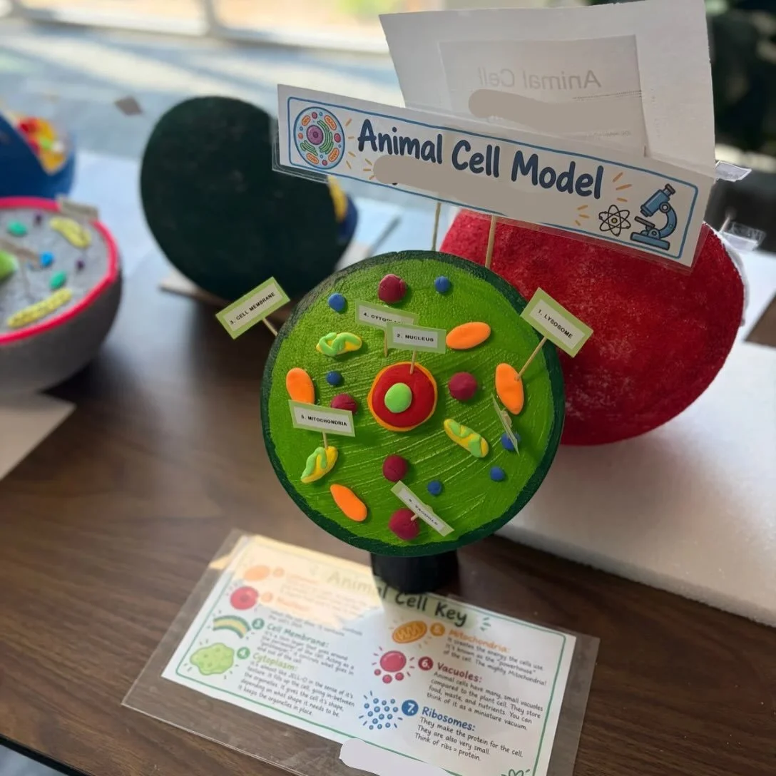 🔬🧫 The 5th Grade Cell Projects are out on display and they look amazing! Our students did such a fantastic job getting creative while showing their understanding of the different parts of a cell. Way to go, 5th grade! 👏
