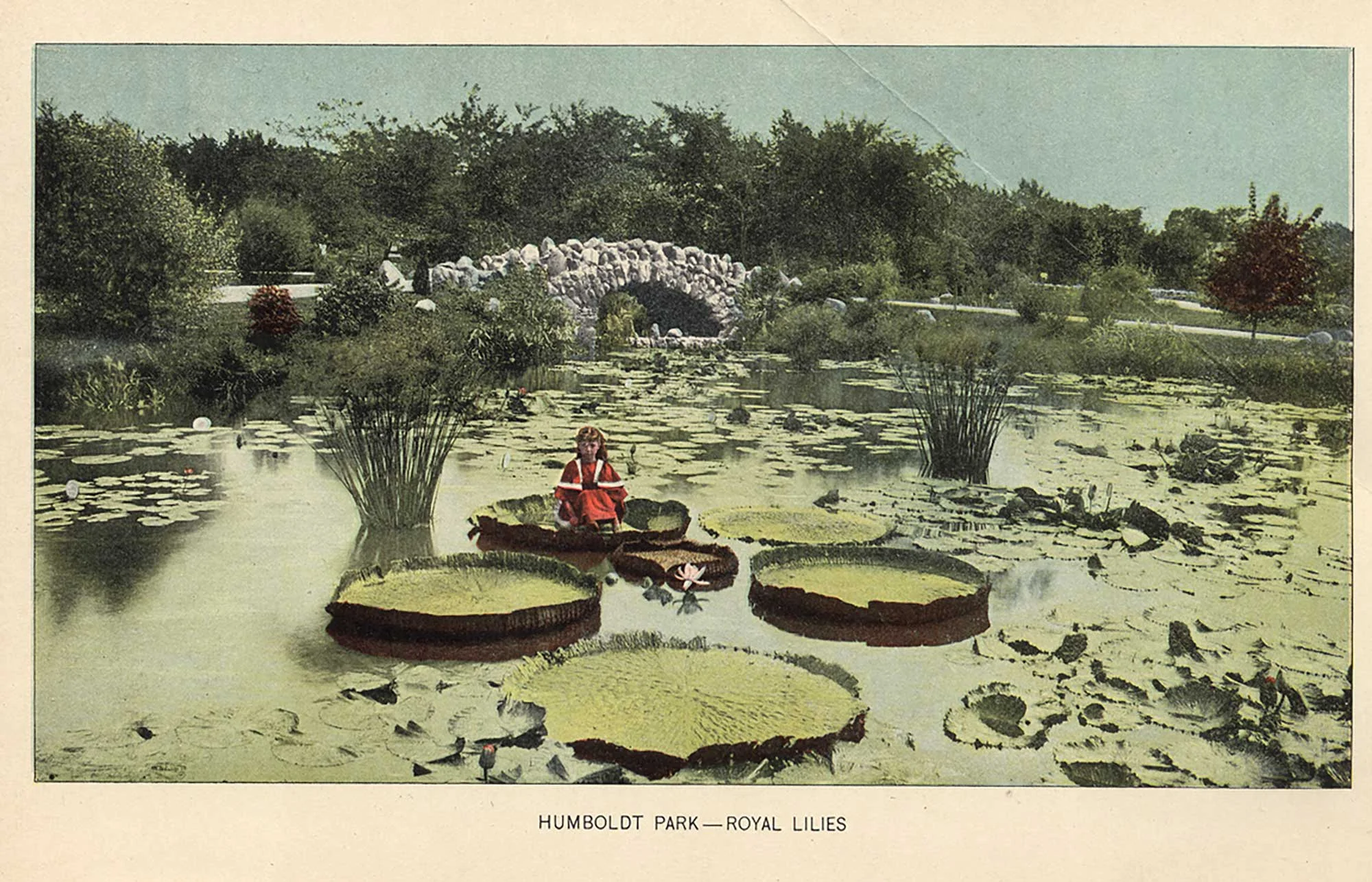 This photograph depicts Jensen’s daughter Katherine Jensen sitting on a royal lily in the lily pond. 1899, Thirty-First Annual Report of West Chicago Park Commissioners
