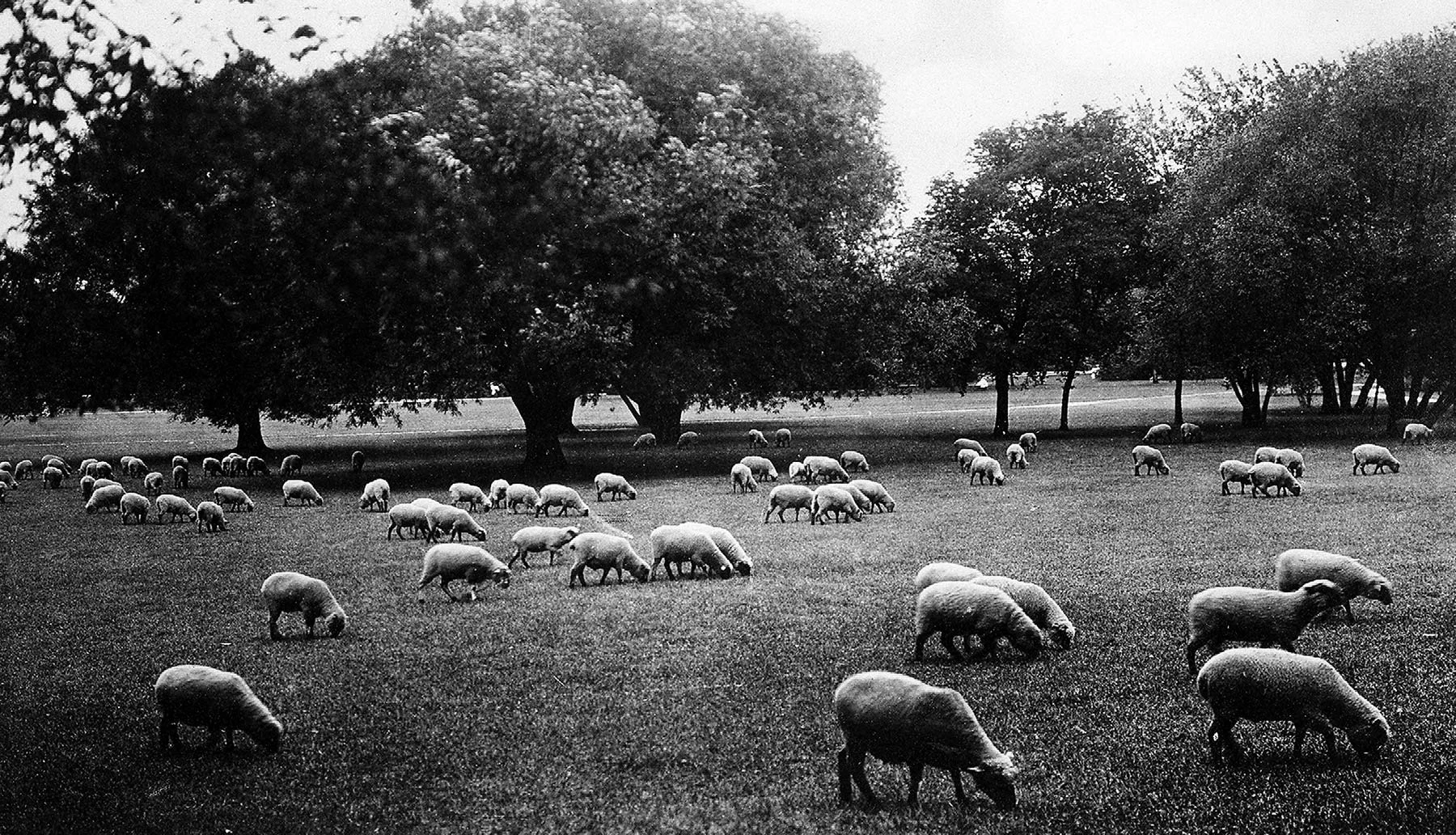 Sheep in Washington Park’s meadow, ca. 1910. Chicago Public Library Special Collections, Chicago Park District Archives, Photos.