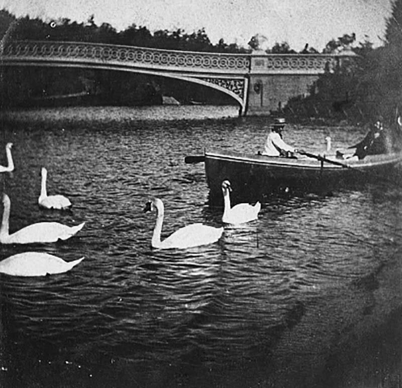Swans on the Lake, Central Park, New York, ca. 1865. Courtesy of the Library of Congress.
