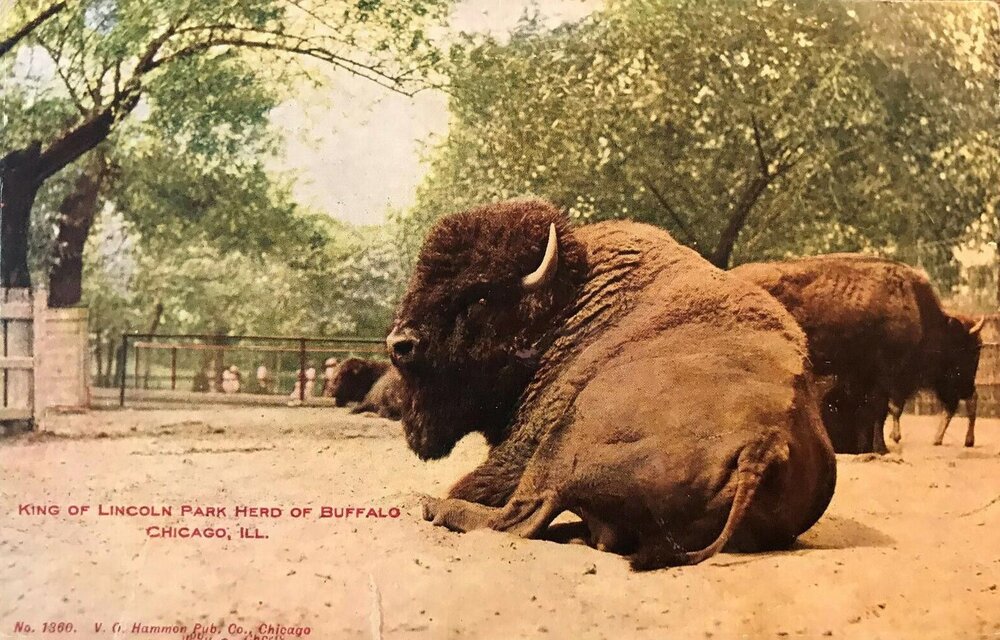 “King of Lincoln Park Herd of Buffalo,” vintage postcard, ca. 1900.