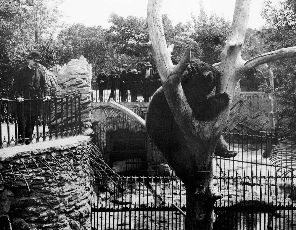 Bear in Tree, ca. 1900.  Chicago Public Library Special Collections, Chicago Park District Archives, Photograph 067_011_007.