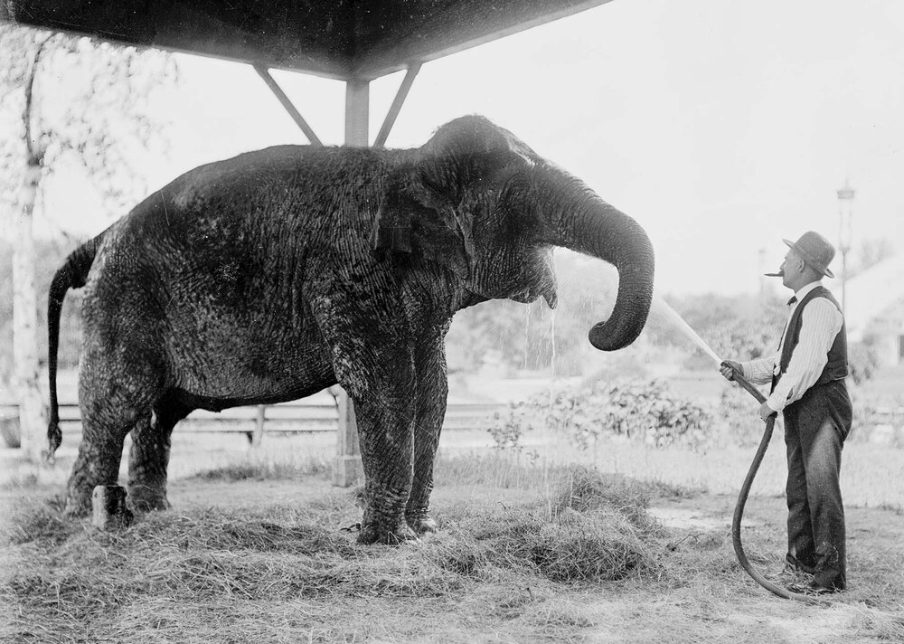 Cy De Vry offering Duchess a drink of water, ca. 1900. Chicago History Museum, DN-000782.