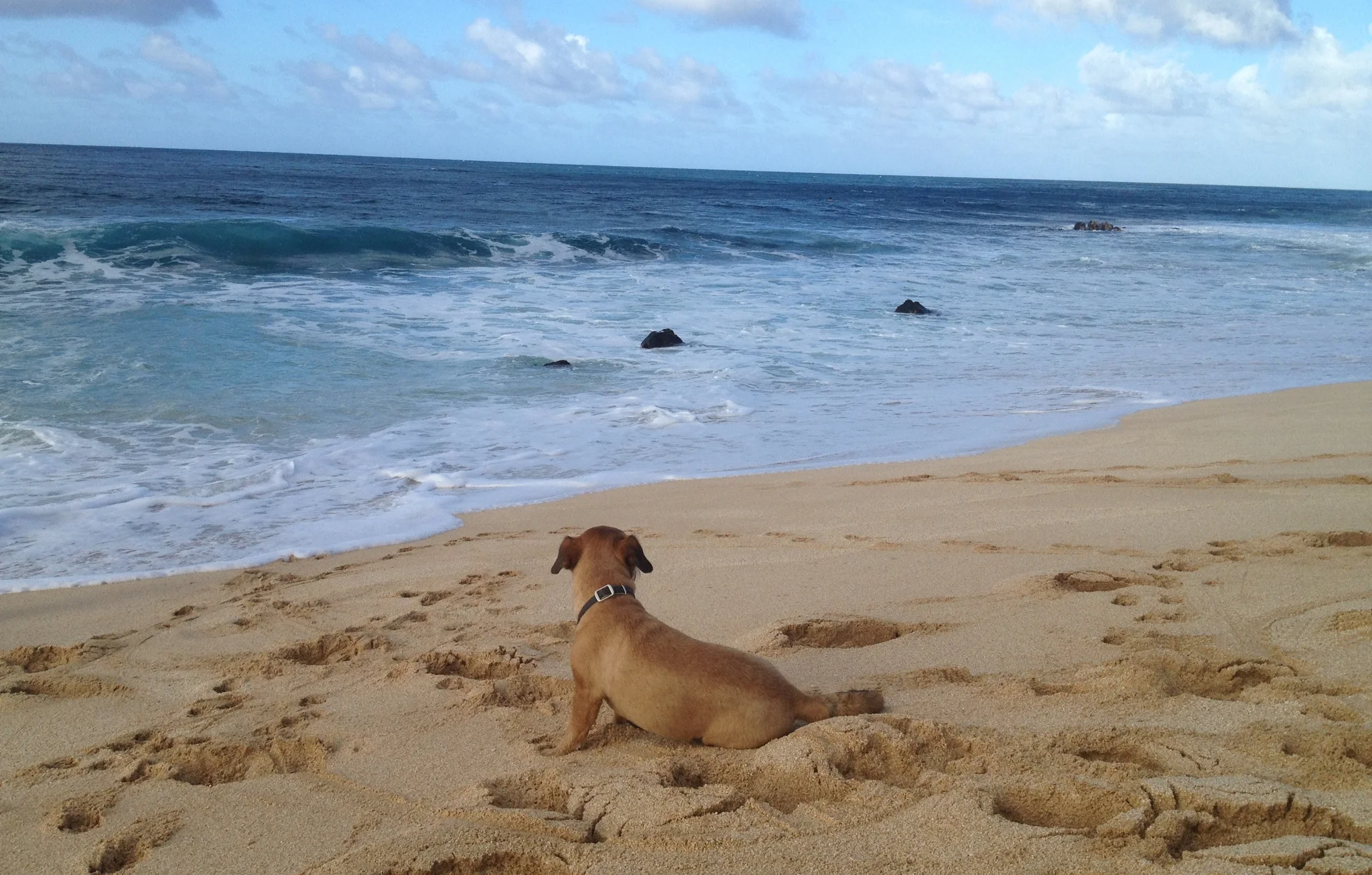 Toni's dog, Buster.