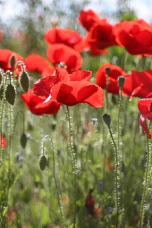 poppies.jpg