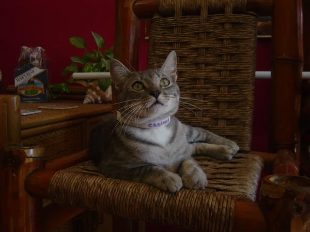 Casimir the cat.jpg