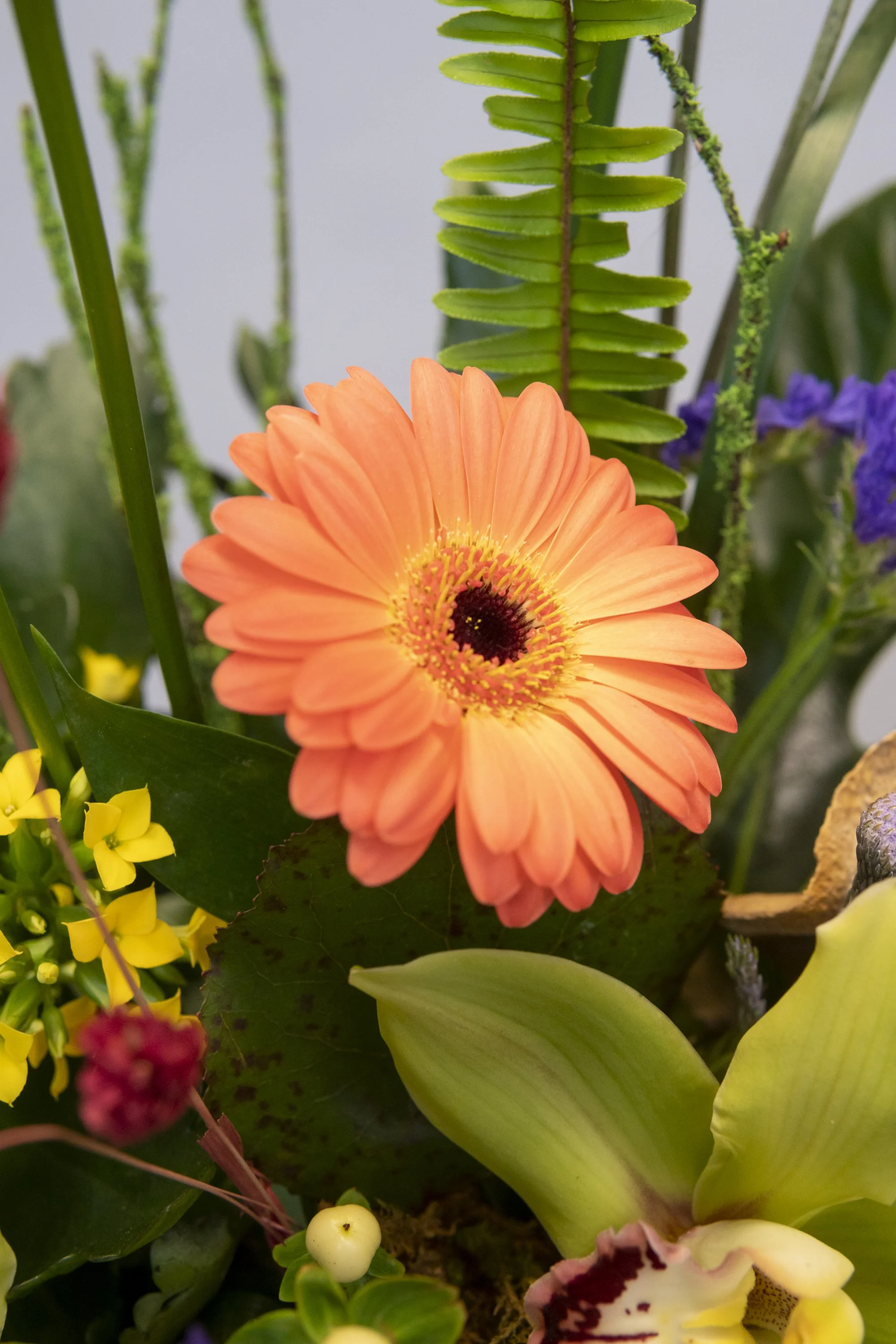 Plants — Flowers, Etcetera by Denise