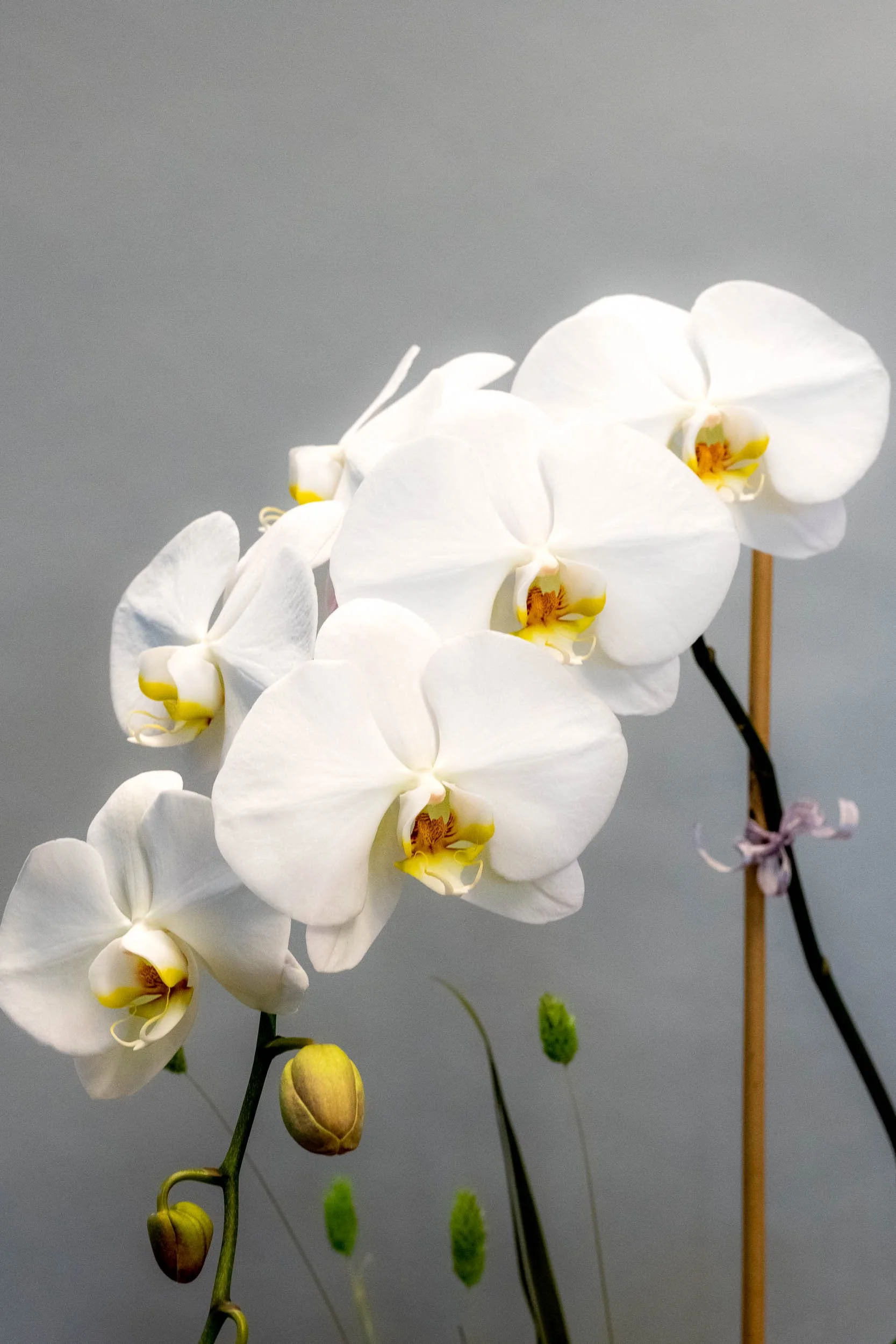 Flowers Etc by Denise-31.jpg