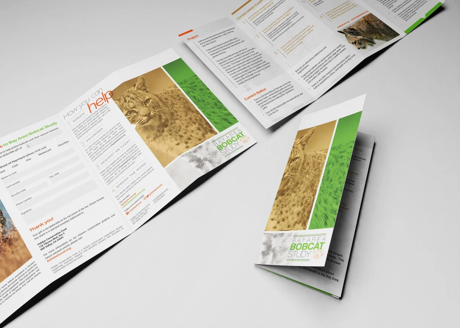 felidae_babs_brochure1.jpg