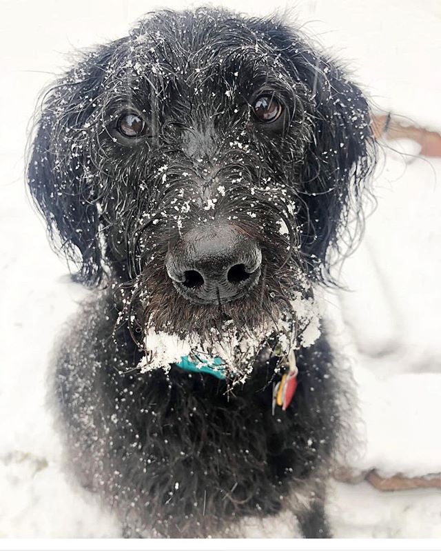 Blizzard Schmizzard, Zoey says &ldquo;Bring it on!&rdquo; ❄️❄️❄️ #arcticwhat?  Hope everyone is staying safe and warm out there today! .
.
.
📸 @_daniellacannone