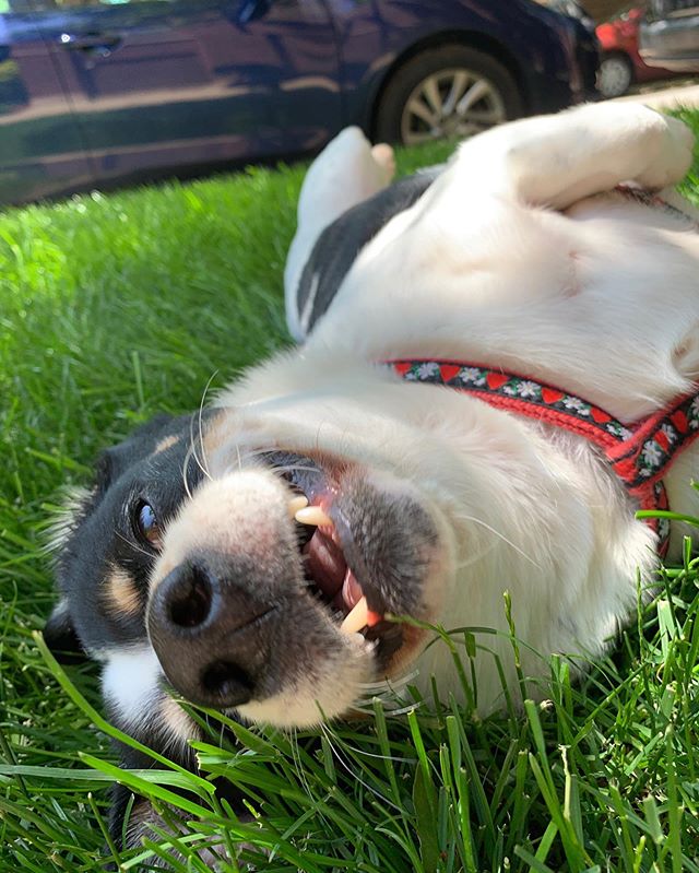 Maisie is beginning to feel those summertime vibes. 😎
.
.
#albanybark #summertimechi #dogwalkerlife #albanypark #lincolnsquare #chicago