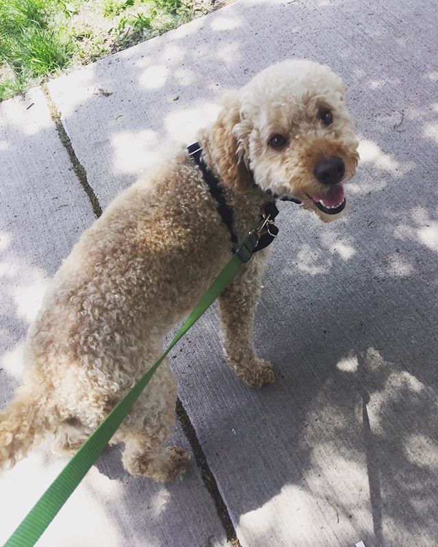 We&rsquo;re all smiles too Monty!  What an absolutely fantastic day for a walk! 😁🐾🌤😁🐾🌤 #summertimechi #albanybark #dogwalker #dogwalkerlife
