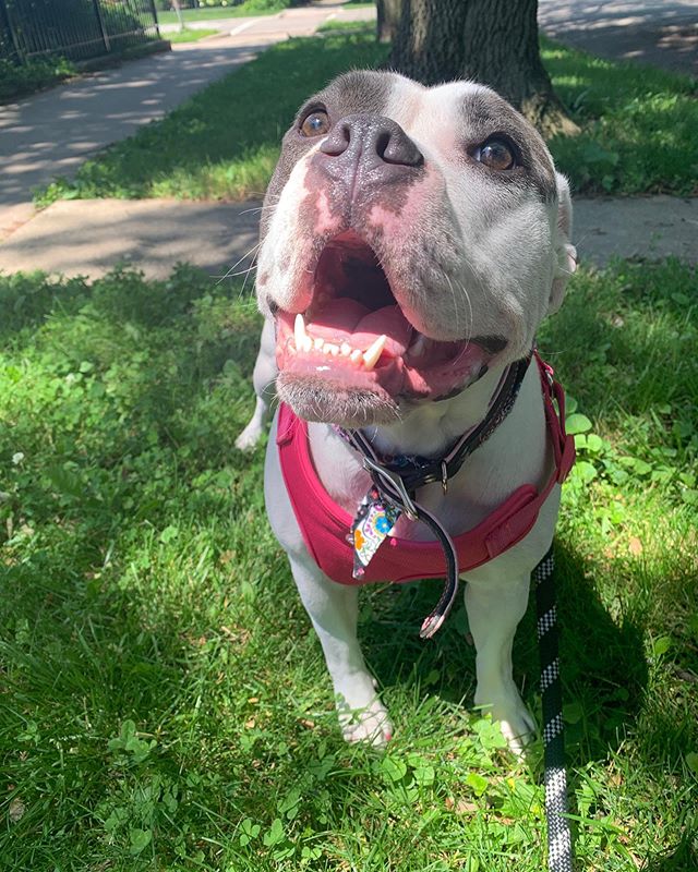 Oh Xena, we sure will miss that smile around these parts!  But we know your new home in Louisville is going to be filled with many amazing adventures!
.
.
.
It&rsquo;s so hard saying bye to wonderful pups we get to create a lasting bond with!  #wosrt