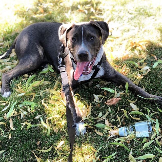 There&rsquo;s no question, Nico is the life of the party! 🍻.
#throwinemback #modelloespecial #crispyboys #goodestboy #summertimechi #dogwalkchicago #albanypark #albanybark
