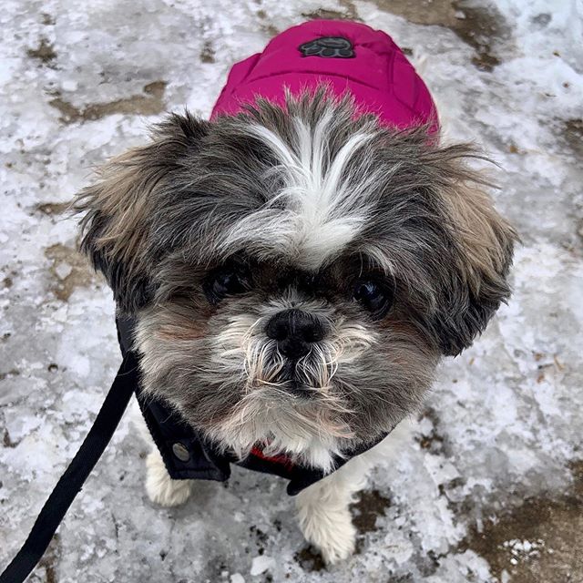 Mollies face has &ldquo;plz pick me up&rdquo; written all over it! 🥶🐶.
.
#snowdogs #coldtootsies #chiberia #albanybark #dogwalkers #wintertimechi