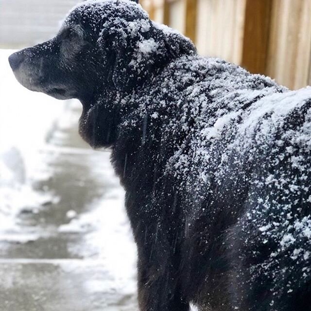 Looks like somebody enjoyed that little weekend dusting. 🌨 Happy Monday everyone, back to the grind! 🐾 @geordiegrantham