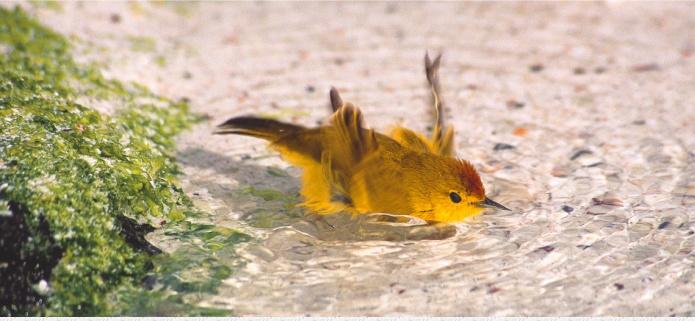 Yellow Warbler bathing, by Daniel Fitter