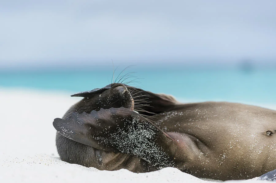 Galapagos sea lion pup, by Tui De Roy