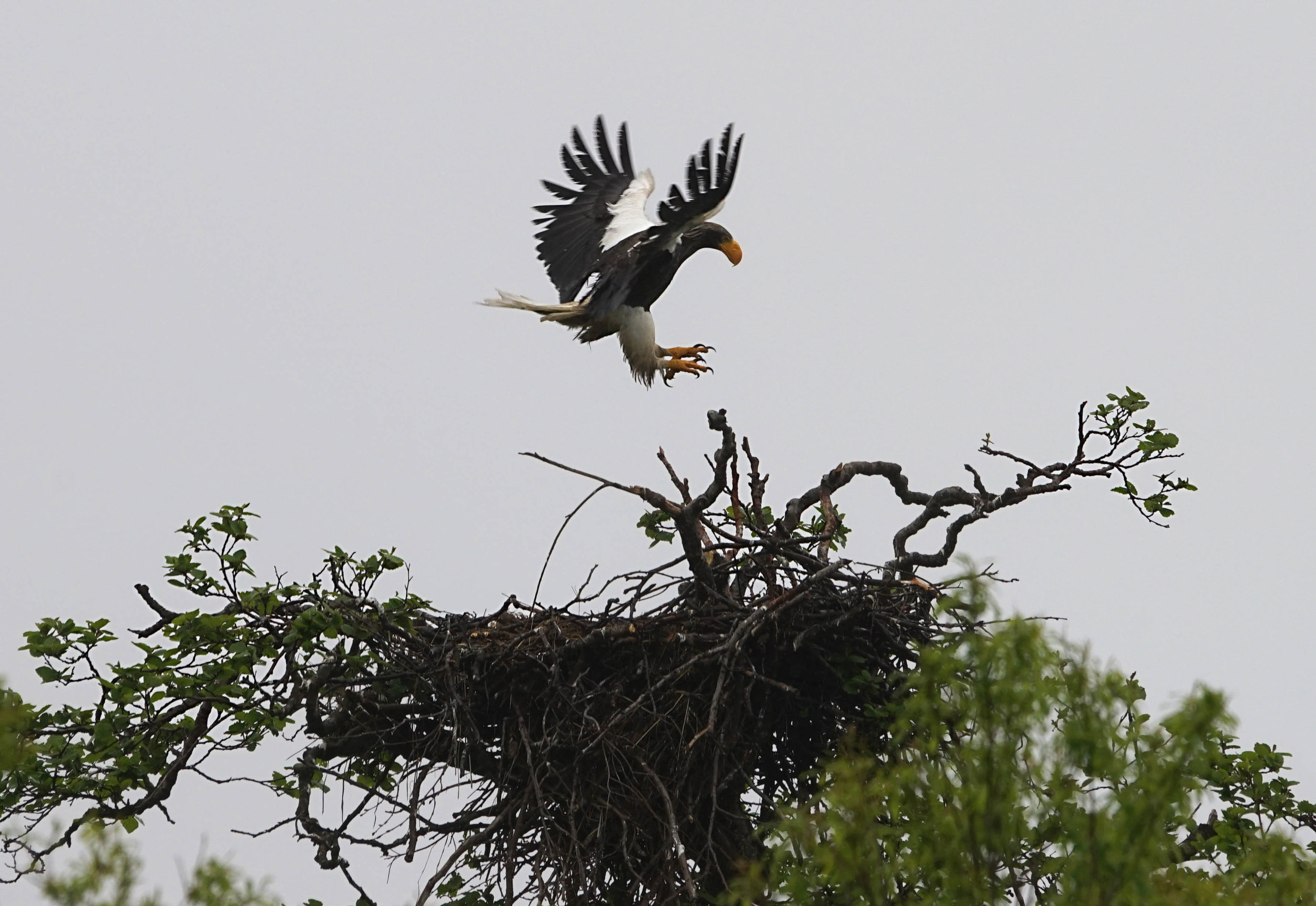 Stellar Sea Eagle