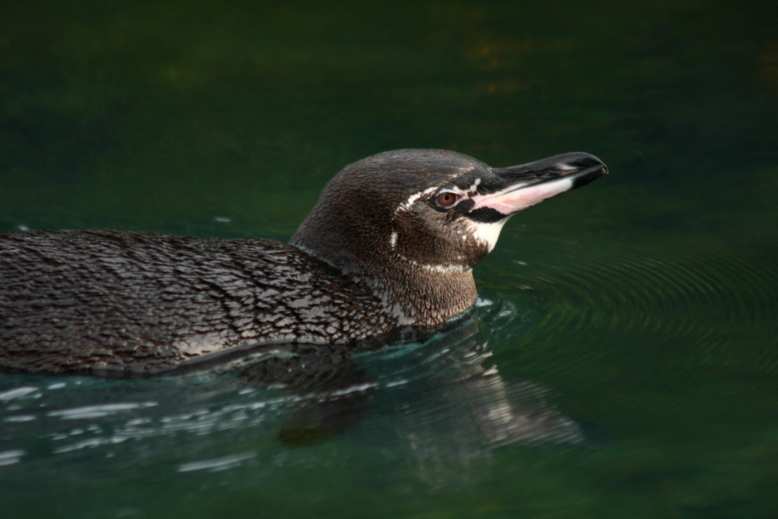 Galápagos Penguin (endemic)