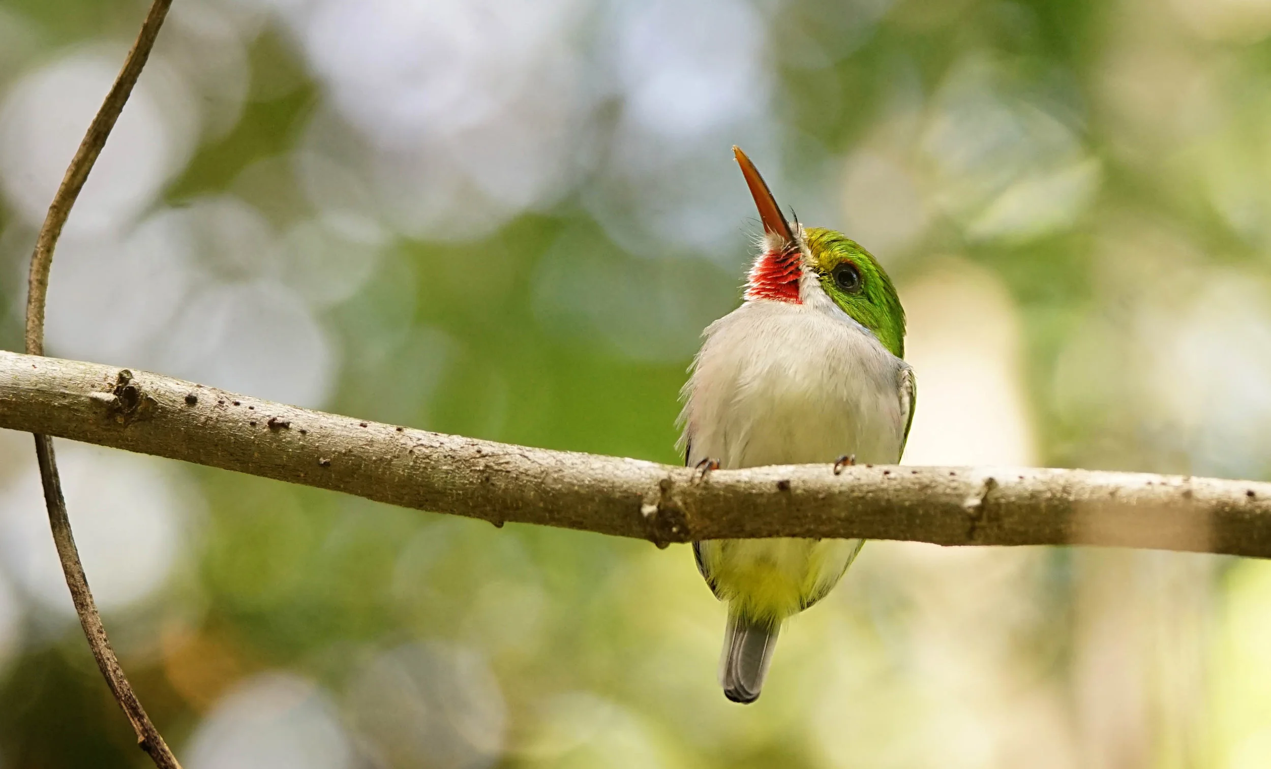 Cuban Tody