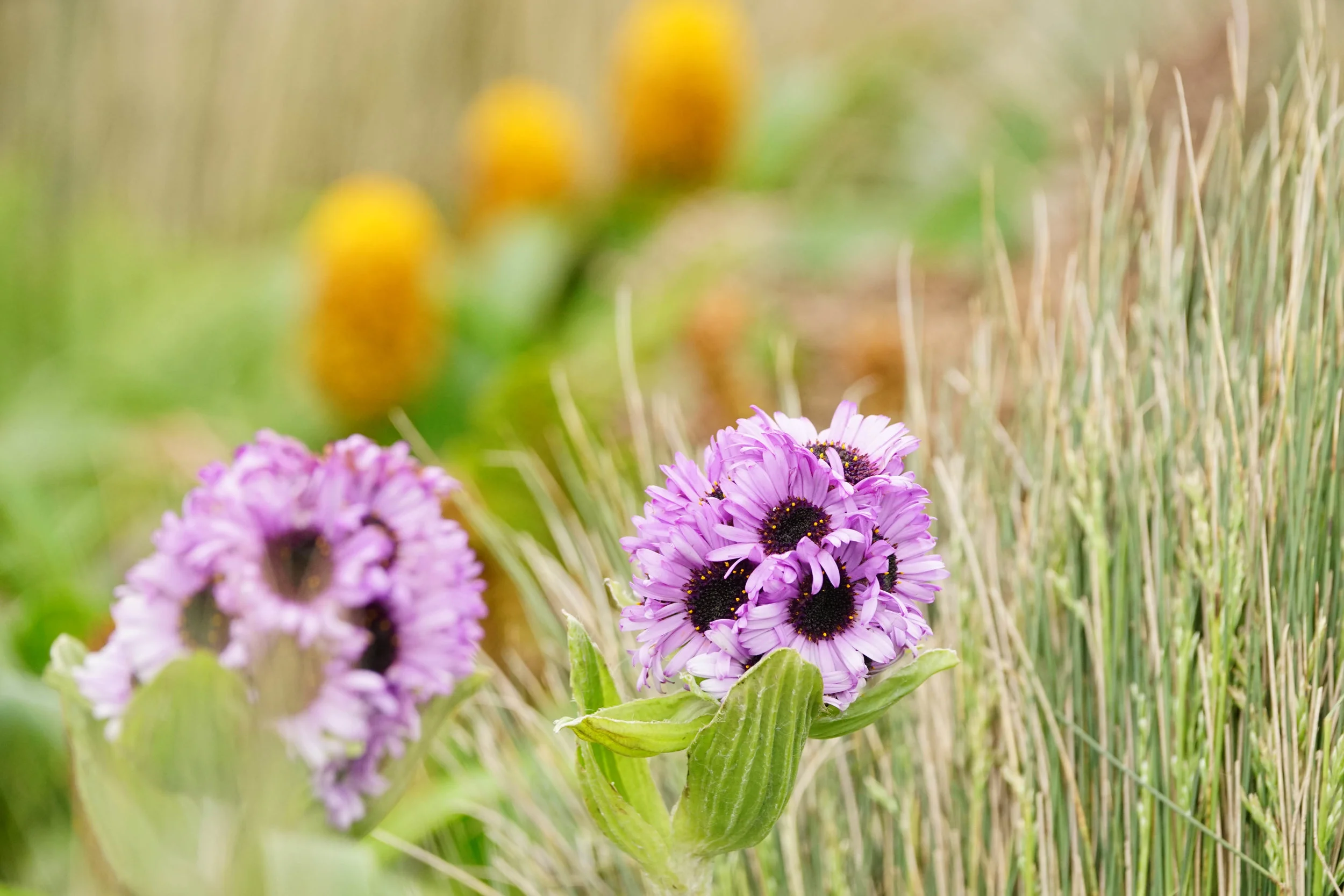 megaherbs are often in peak bloom in early January