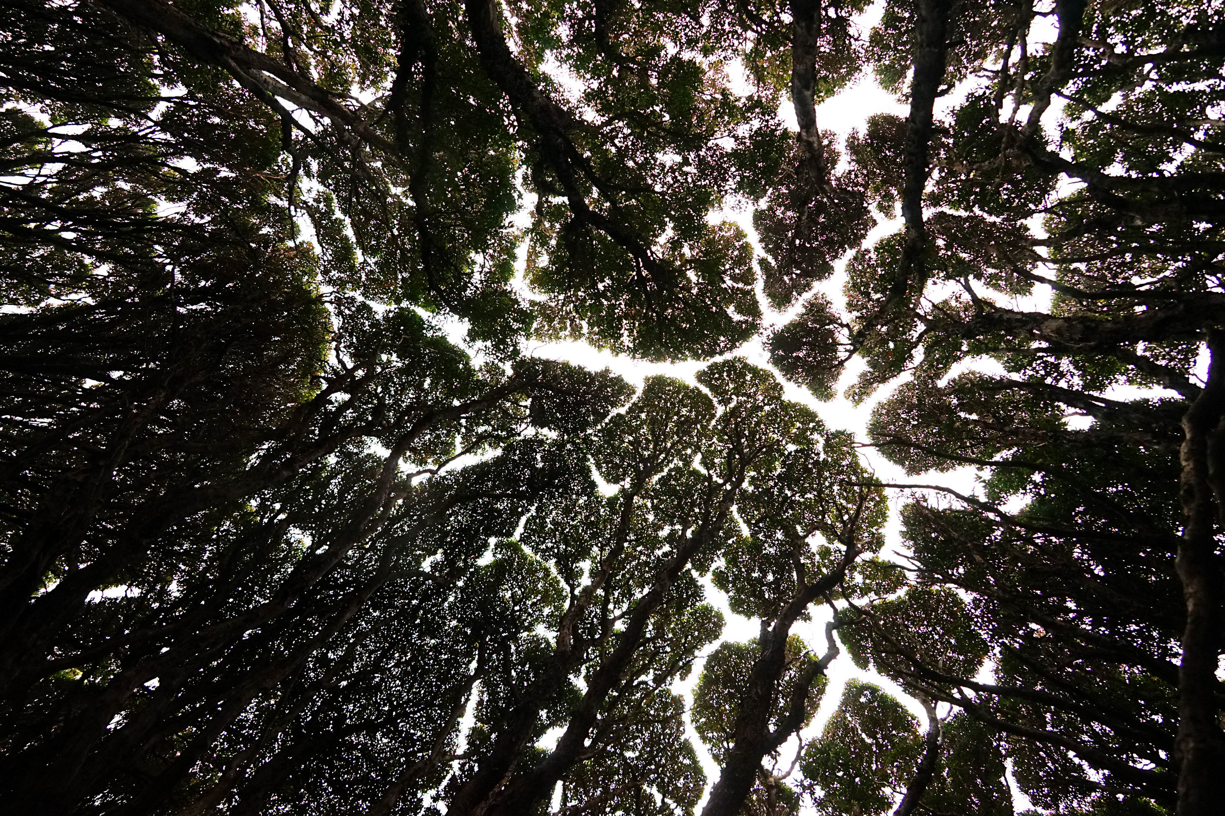 looking up at the Rata forest canopy, where the windswept trees appear to never touch...