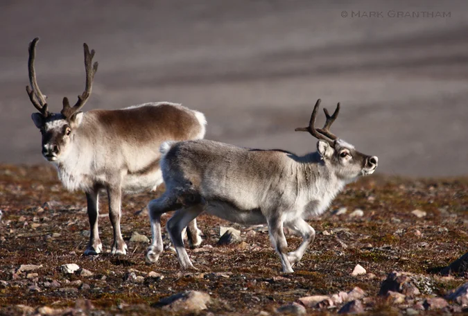Svalbard Reindeer