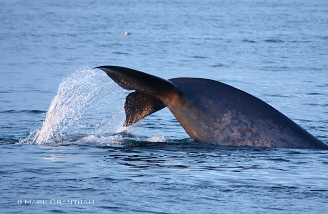 Blue Whale