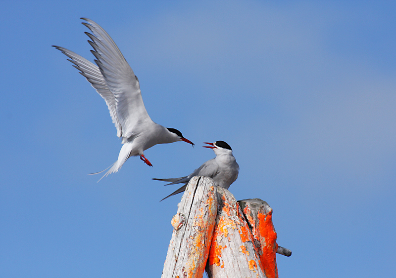 Arctic Terns
