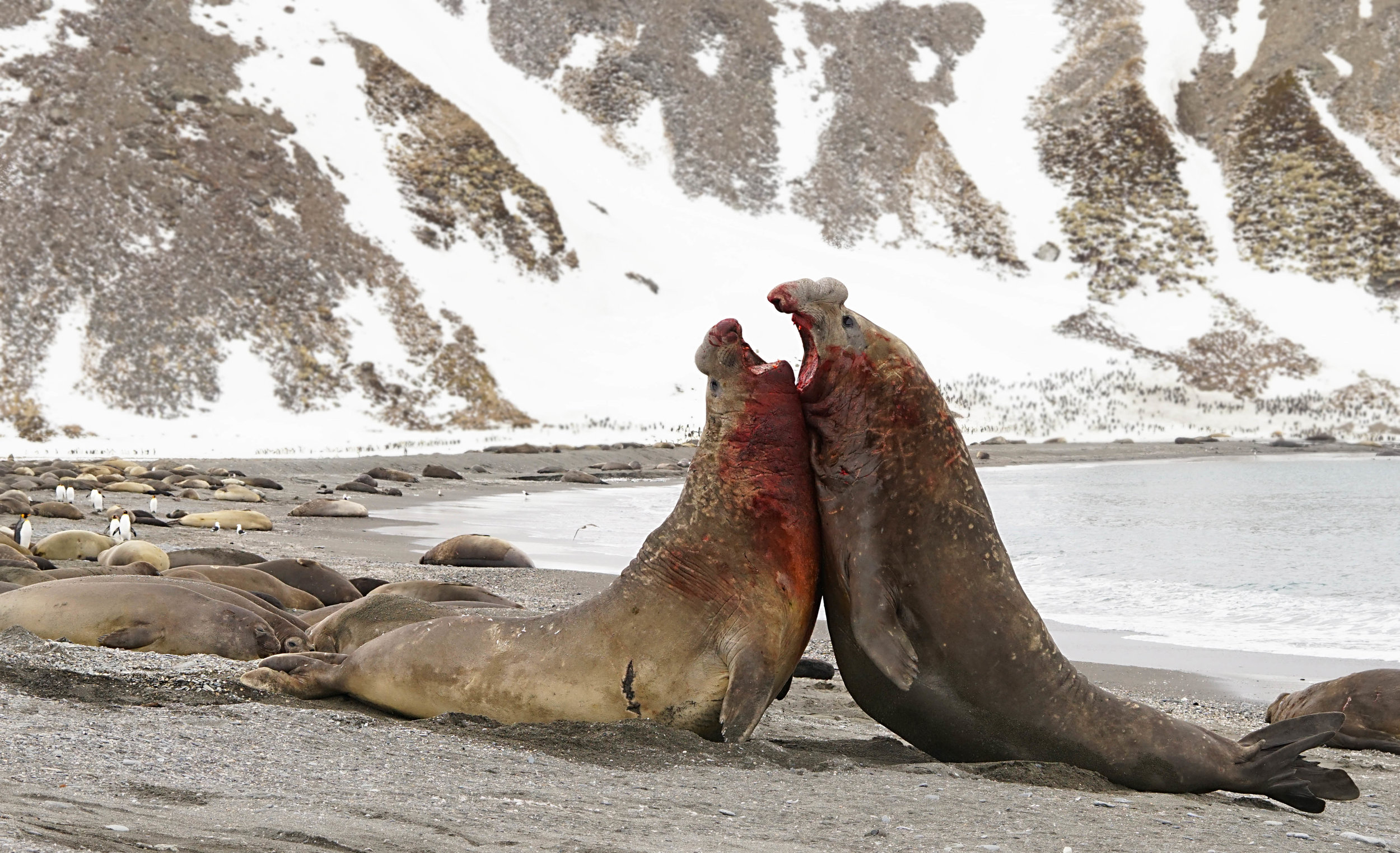 Southern Elephant Seal bulls sparring