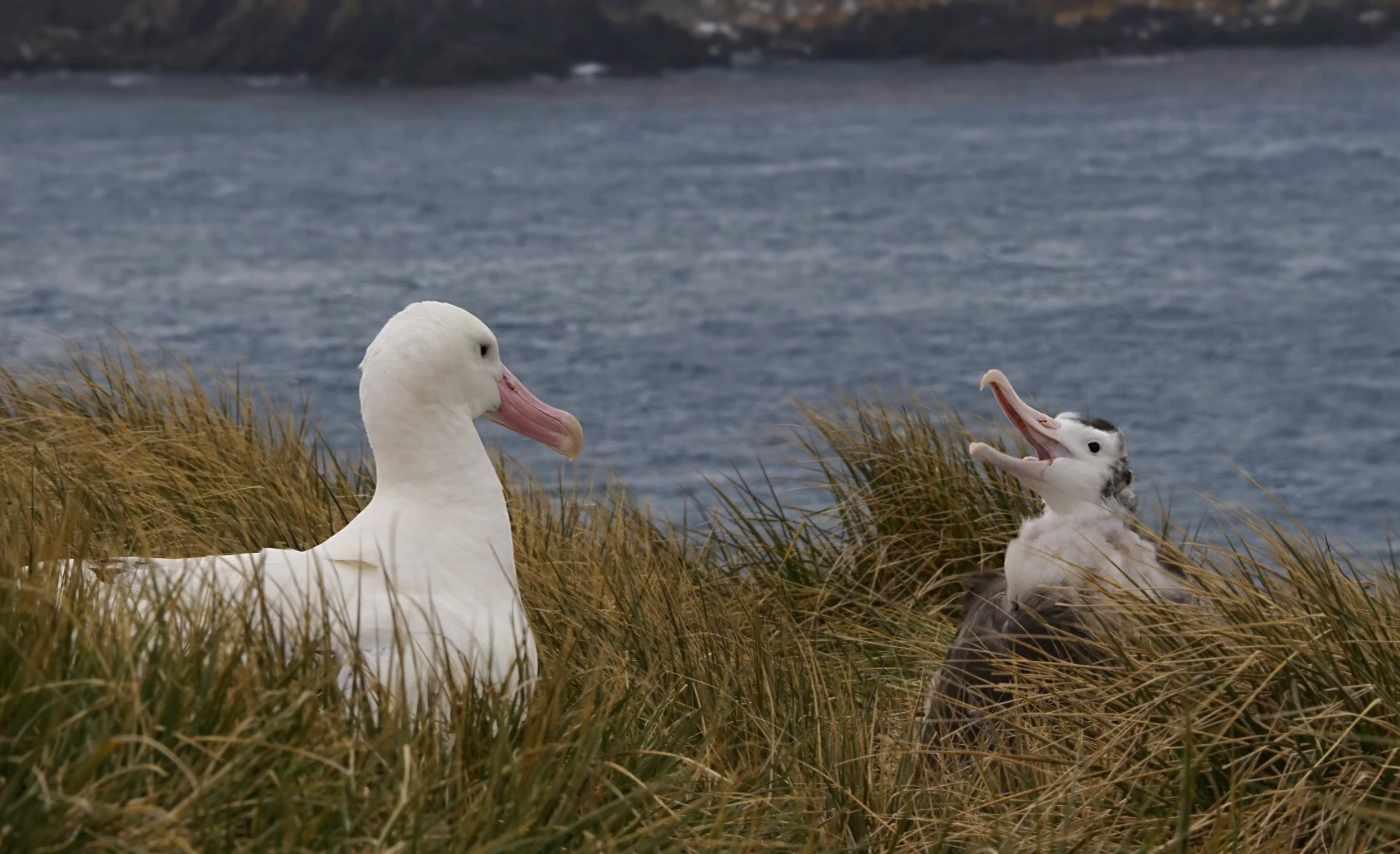 Wandering Albatross (with a 13' wingspan) adult and chick; Prion Island