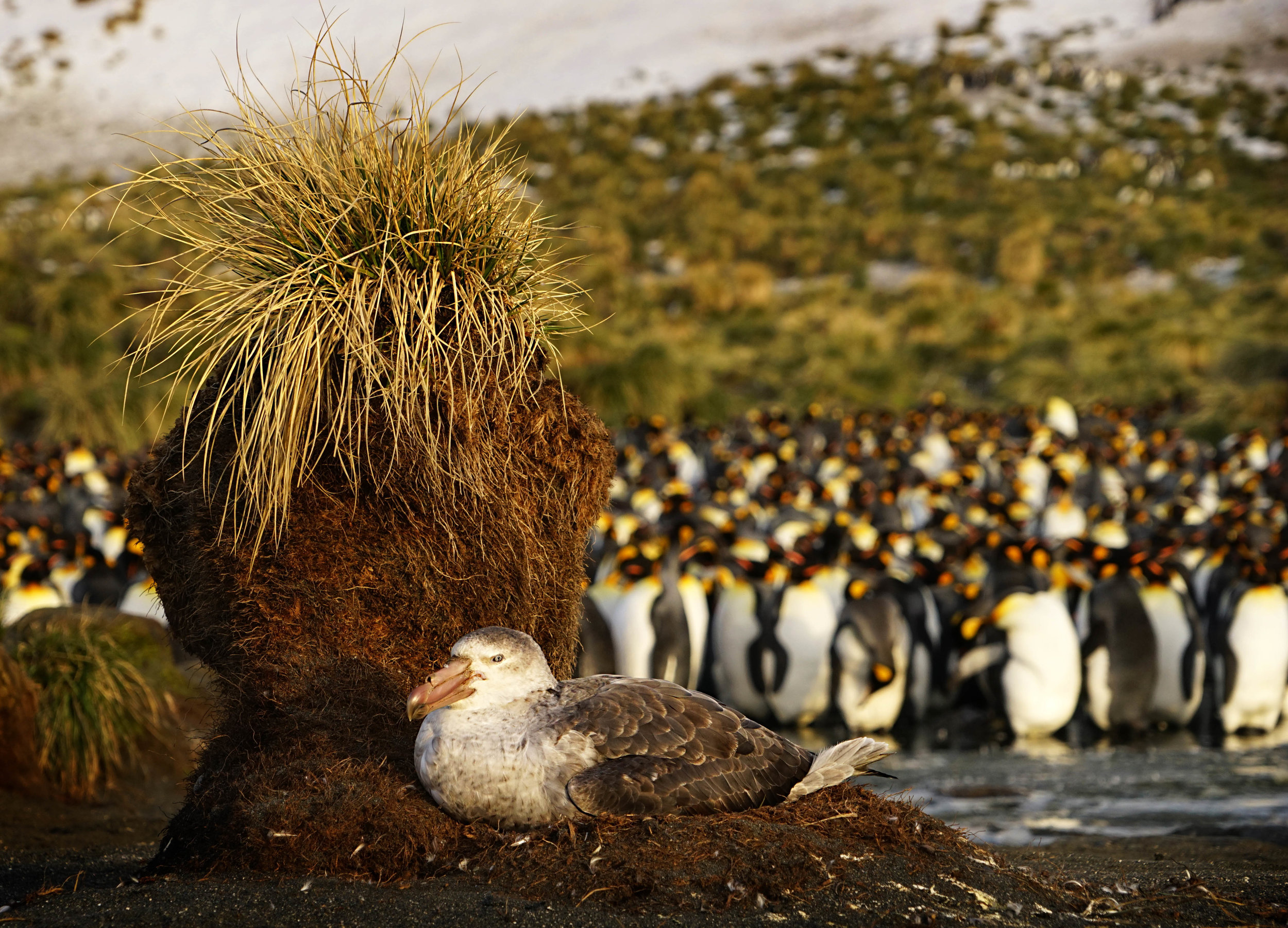 nesting Giant Petrel