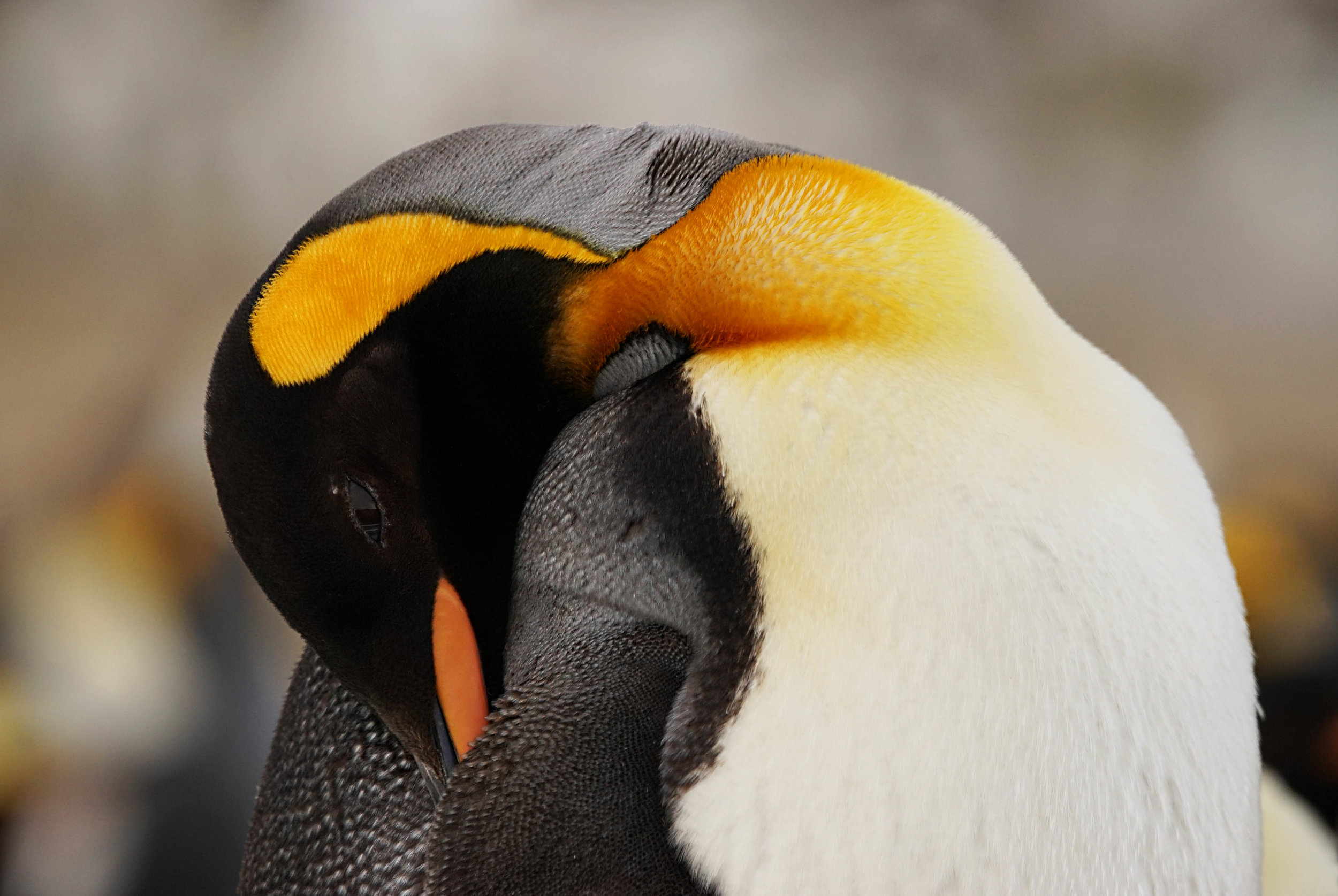 King Penguin