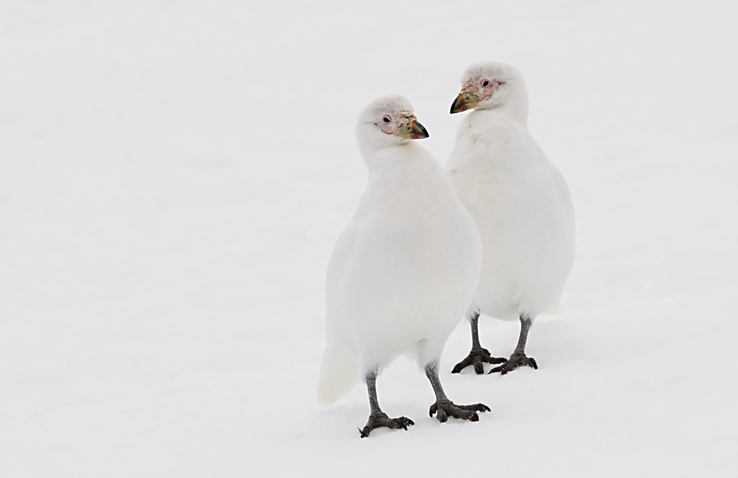 Snowy Sheathbill (the only land bird native to Antarctica)