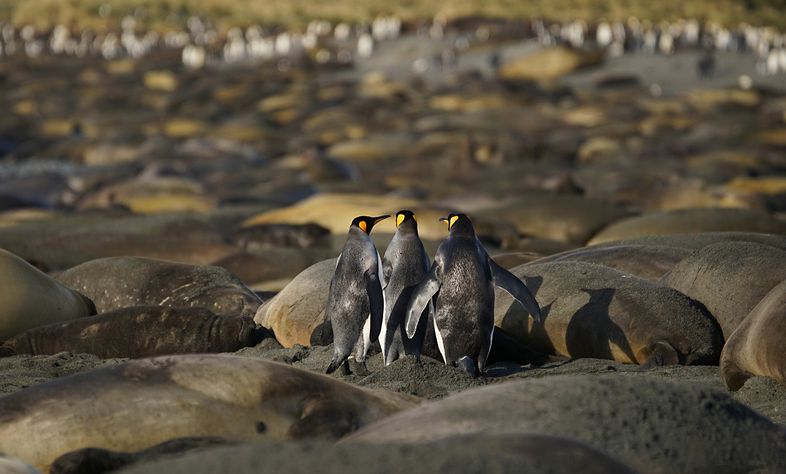 King Penguins searching for a way through the sea of sleeping Elephant Seals
