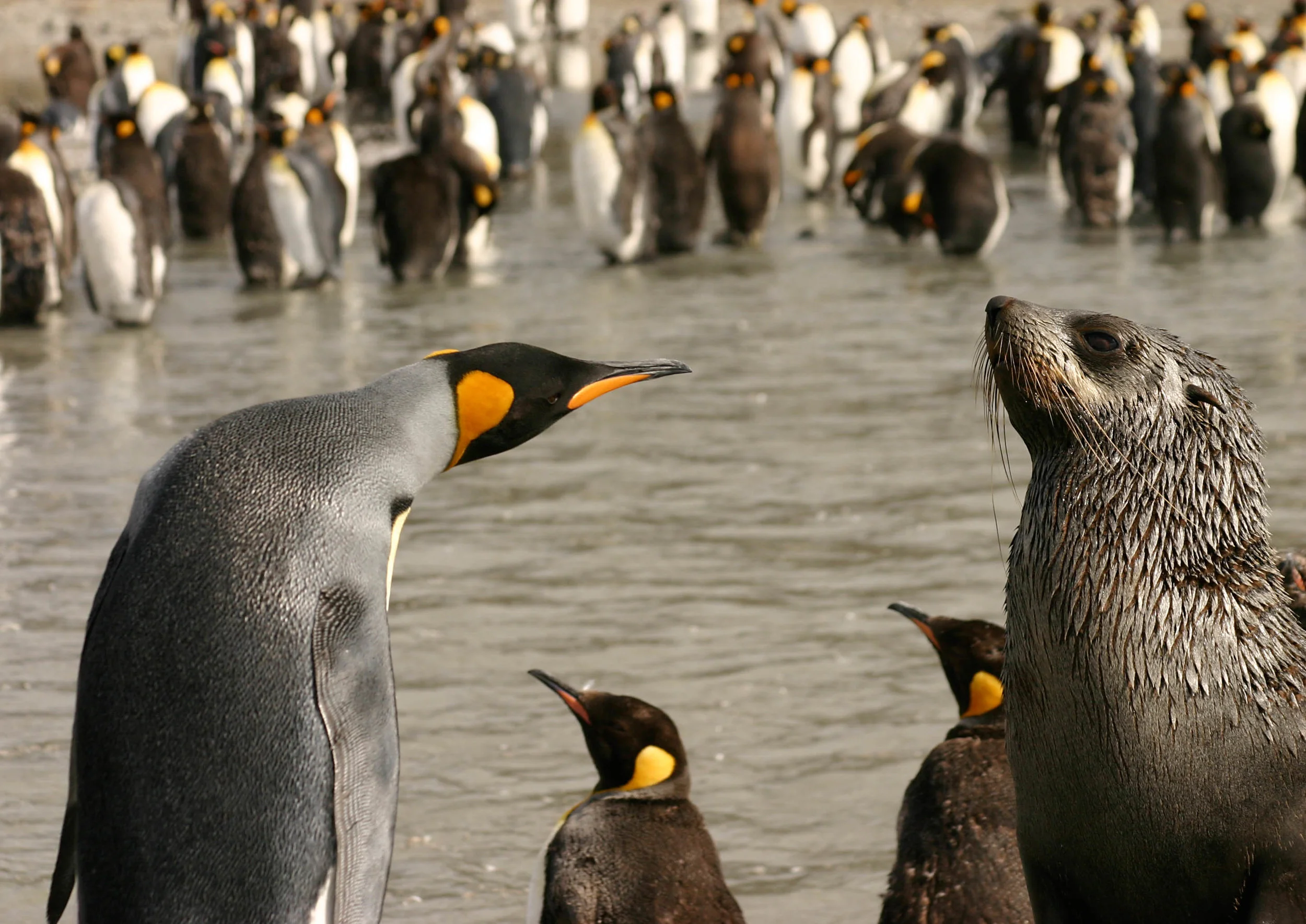 King Penguin or Fur Seal - who's more curious - South Georgia