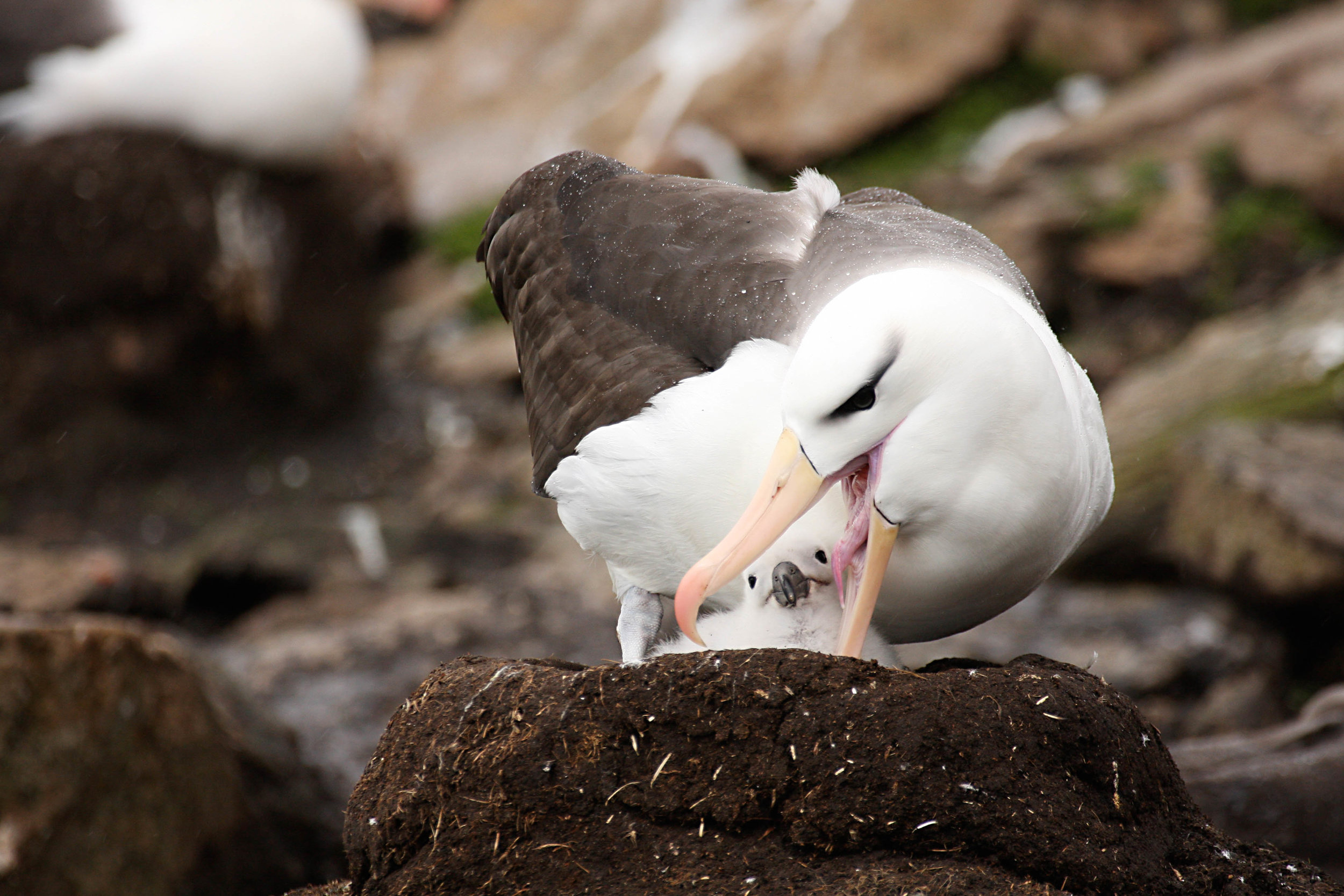 Black-browed Albatross; Falkland Islands