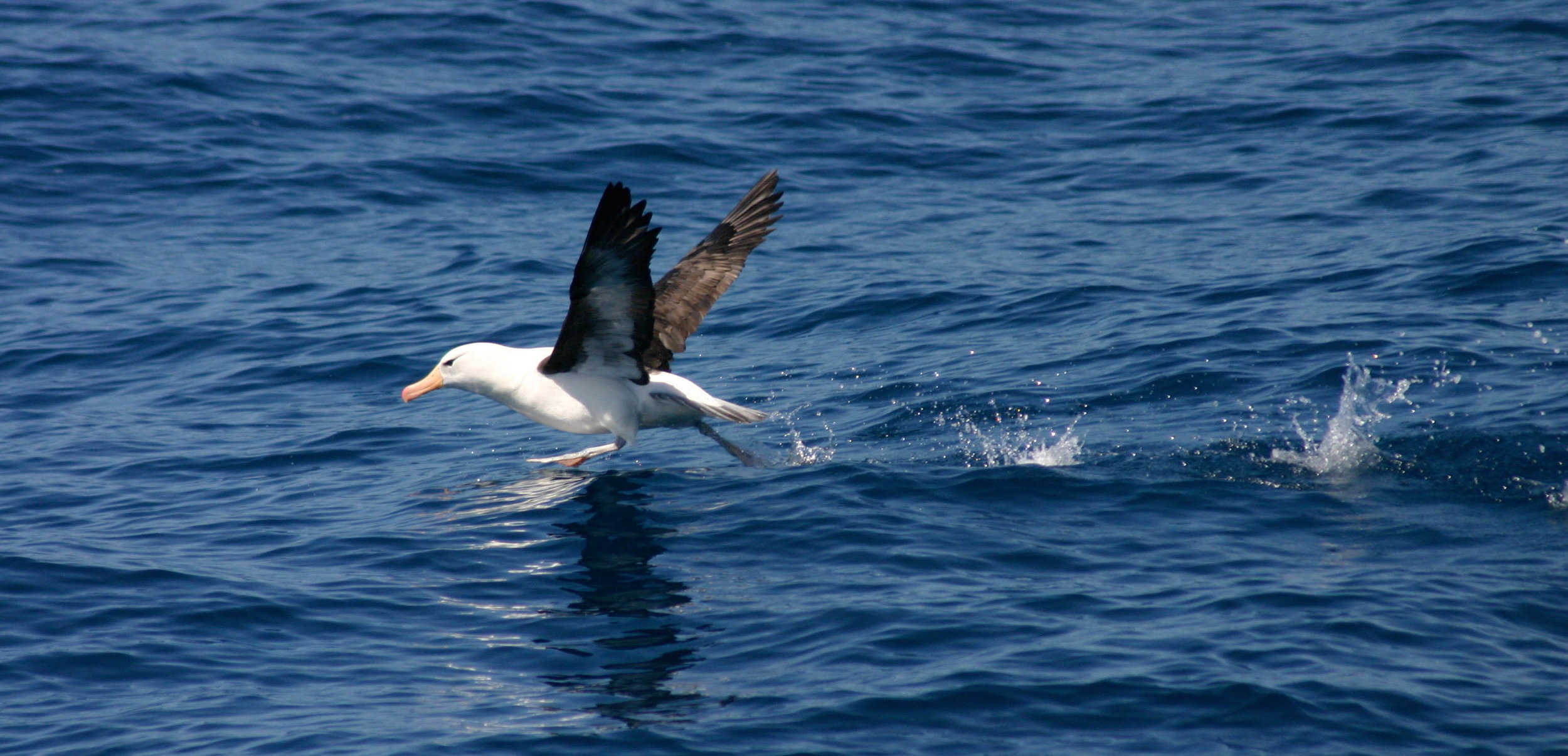 Black-browed Albatross at sea between South Georgia & the Falklands