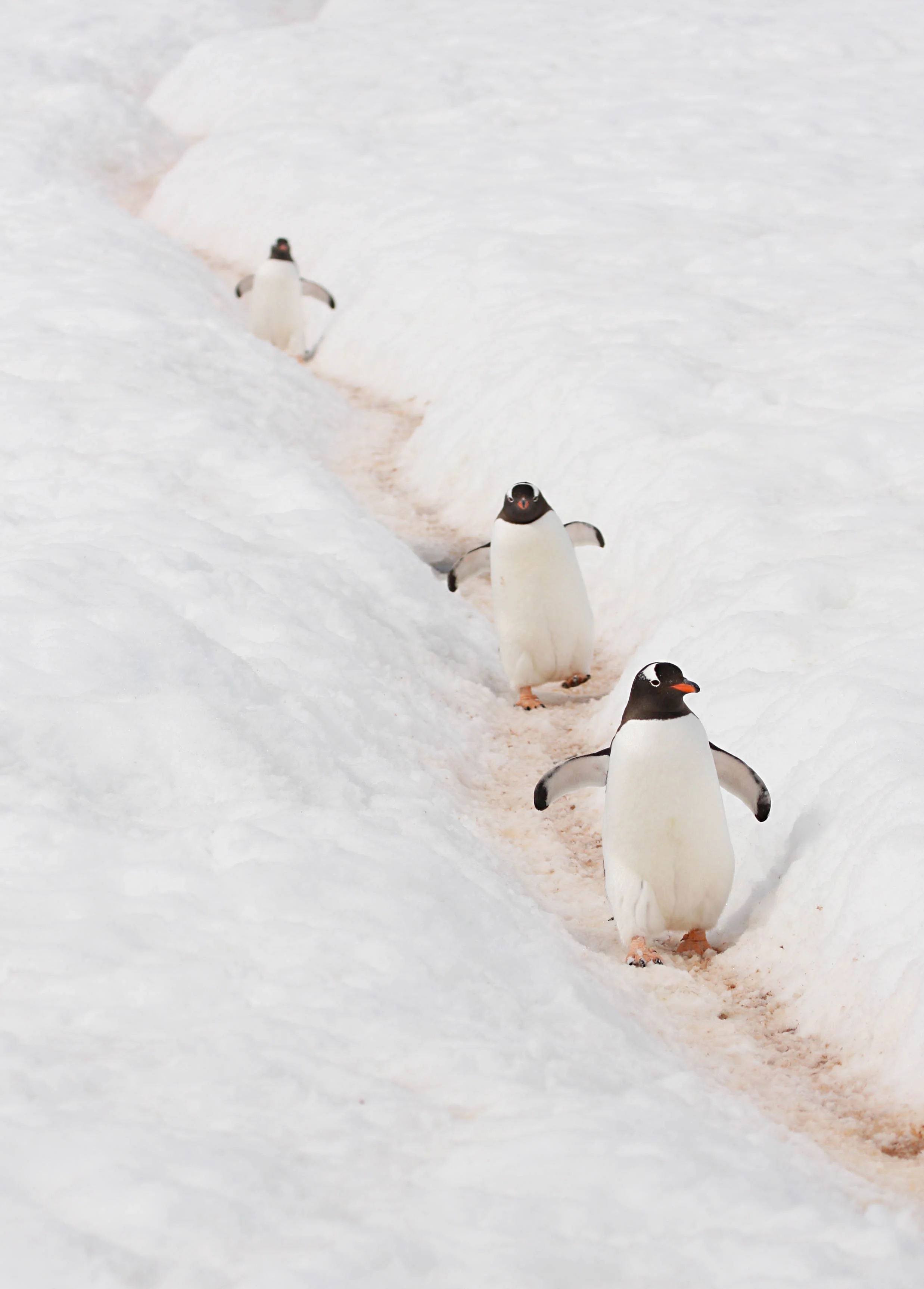 Gentoo Penguins heading to the water