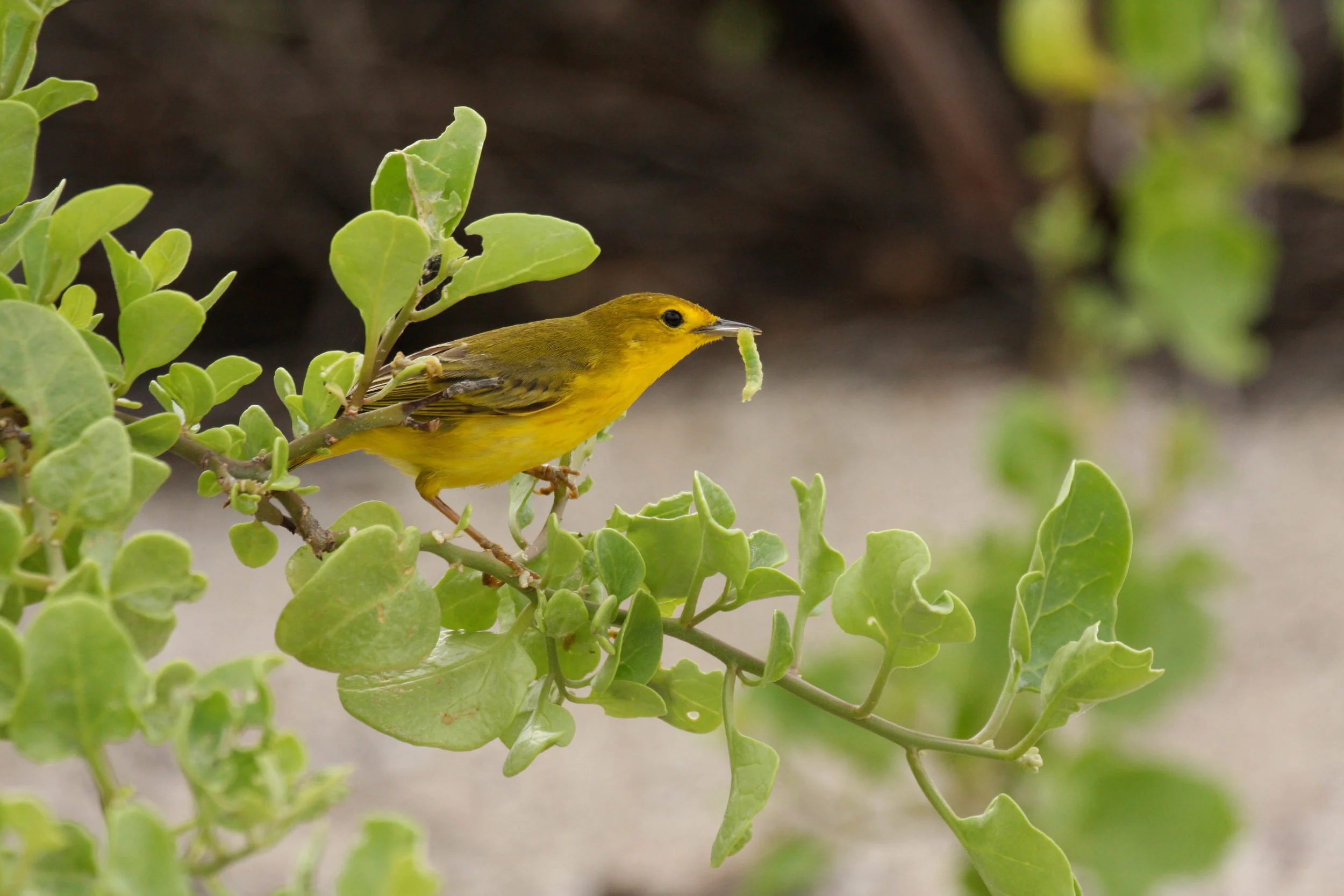 Galápagos Mangrove Warbler/Yellow Warbler