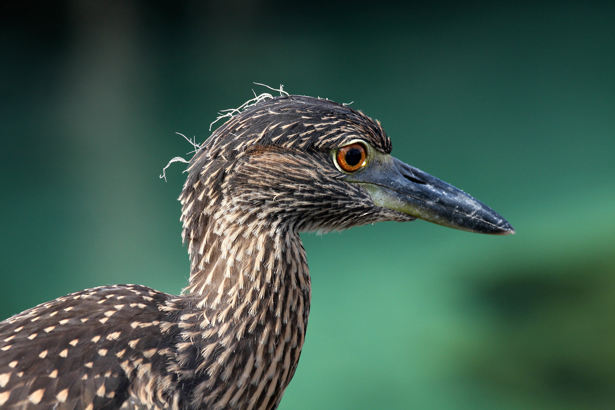 Yellow-crowned Night Heron (juv)