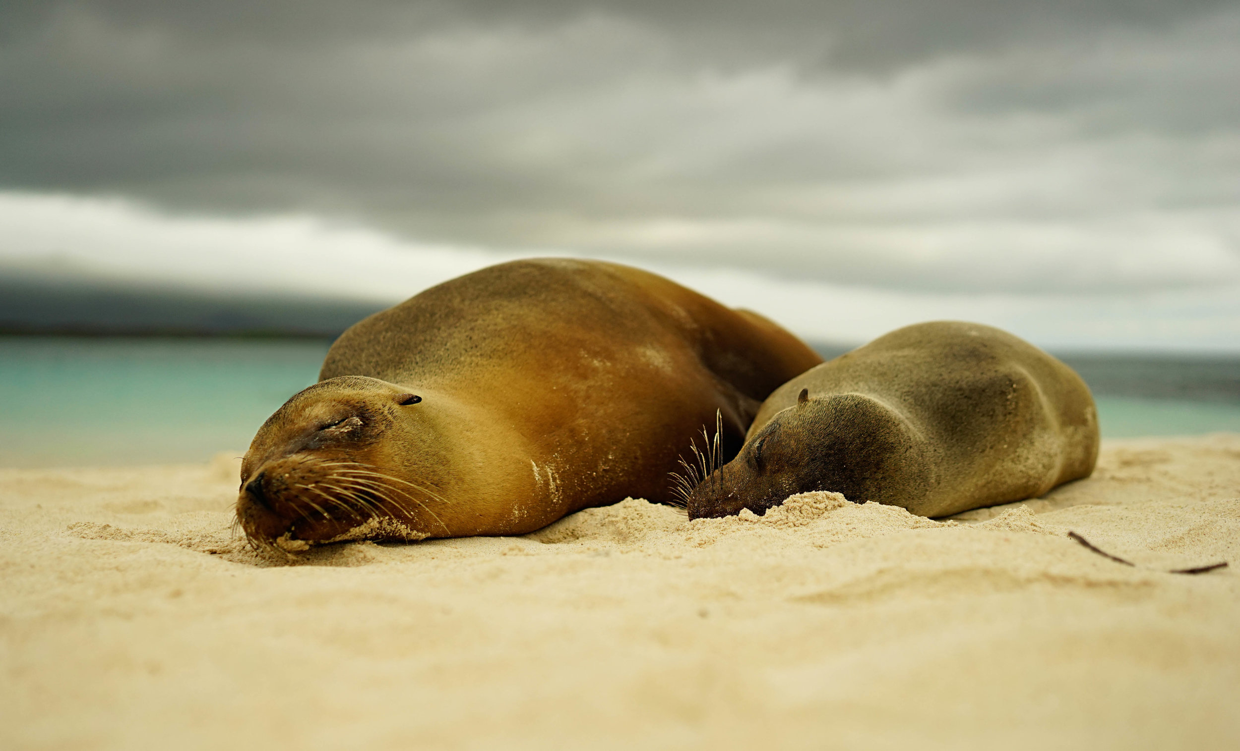 Galápagos Sea Lions