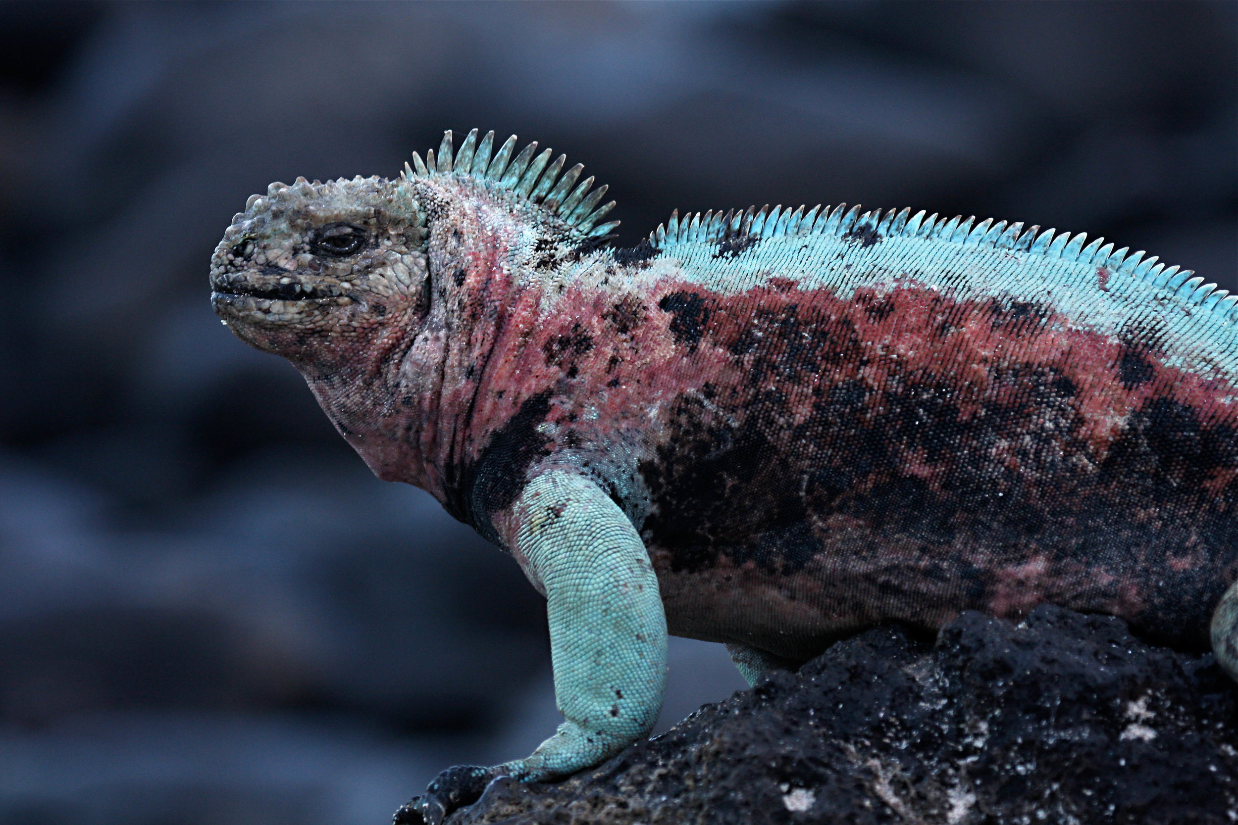 Marine Iguana, Española Island