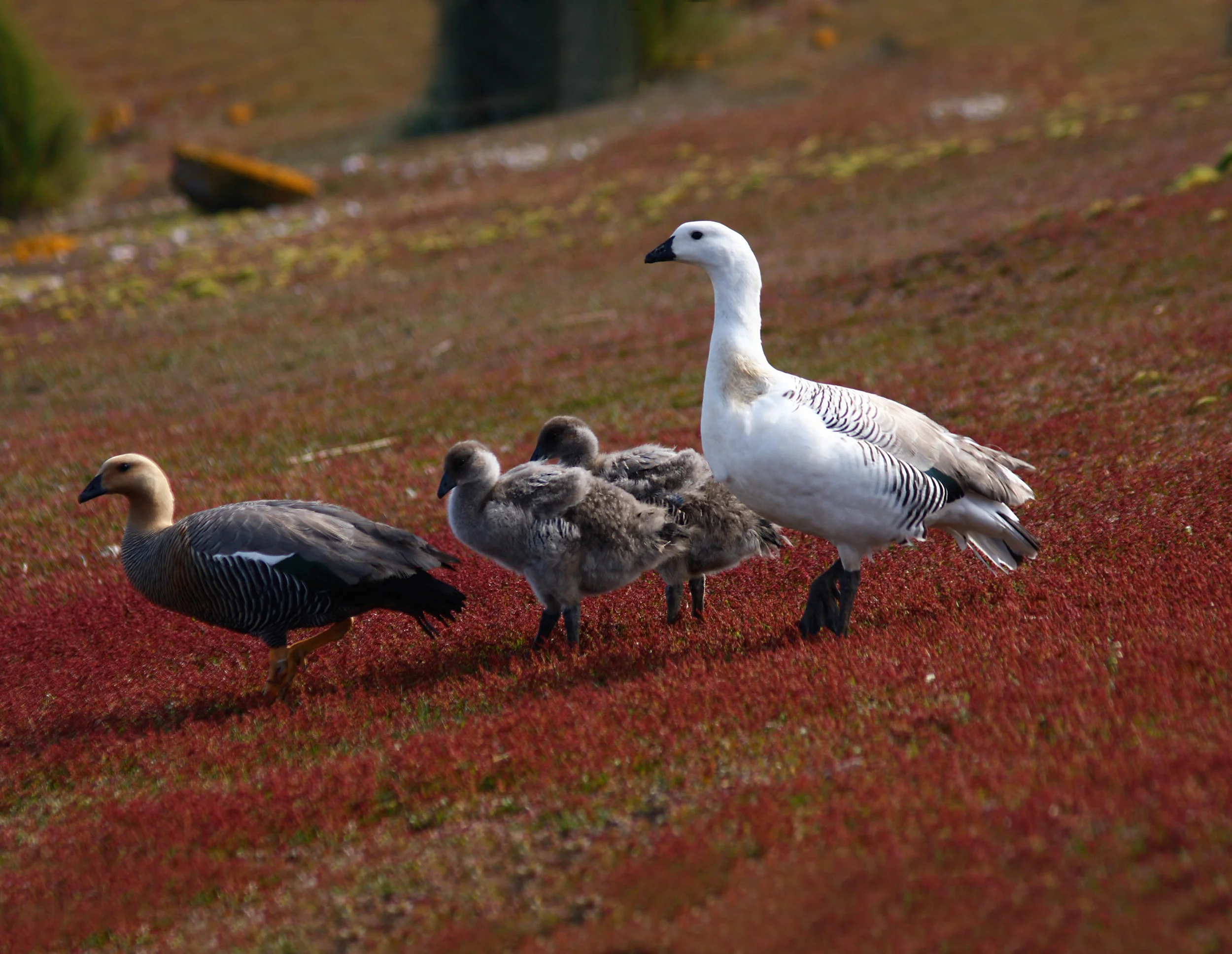 Kelp Geese