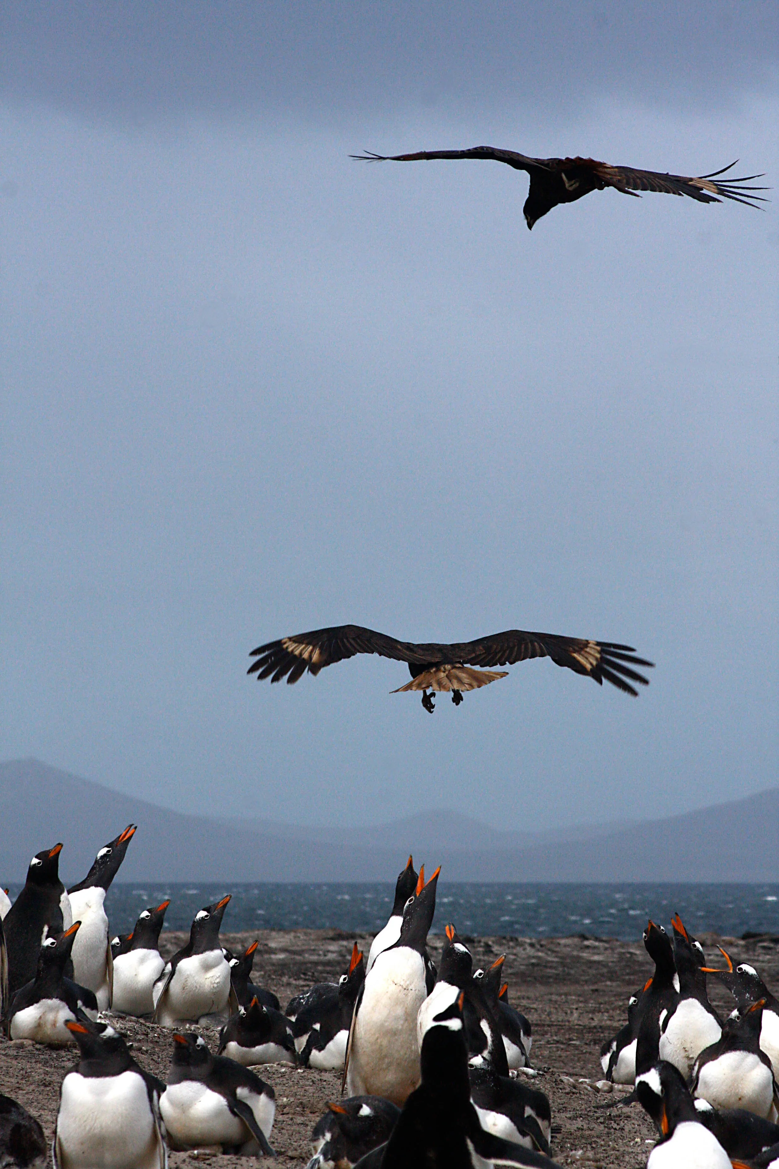 Gentoo Penguin and Skua confrontation