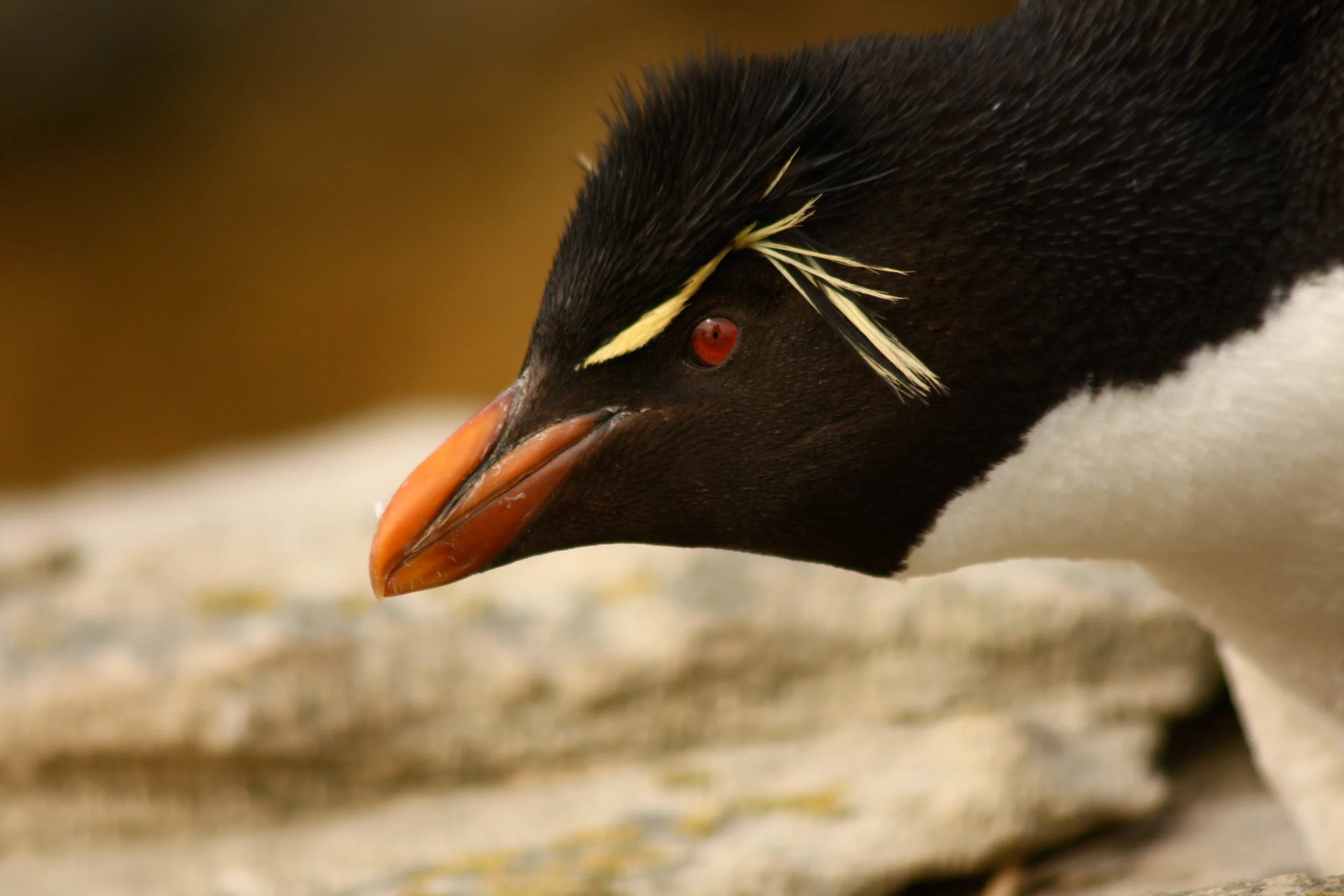 Rockhopper portrait