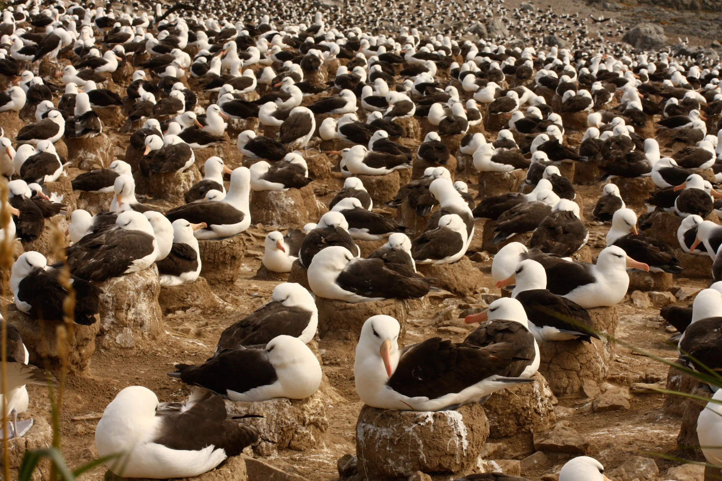 Black-browed Albatross on Steeple Jason Island