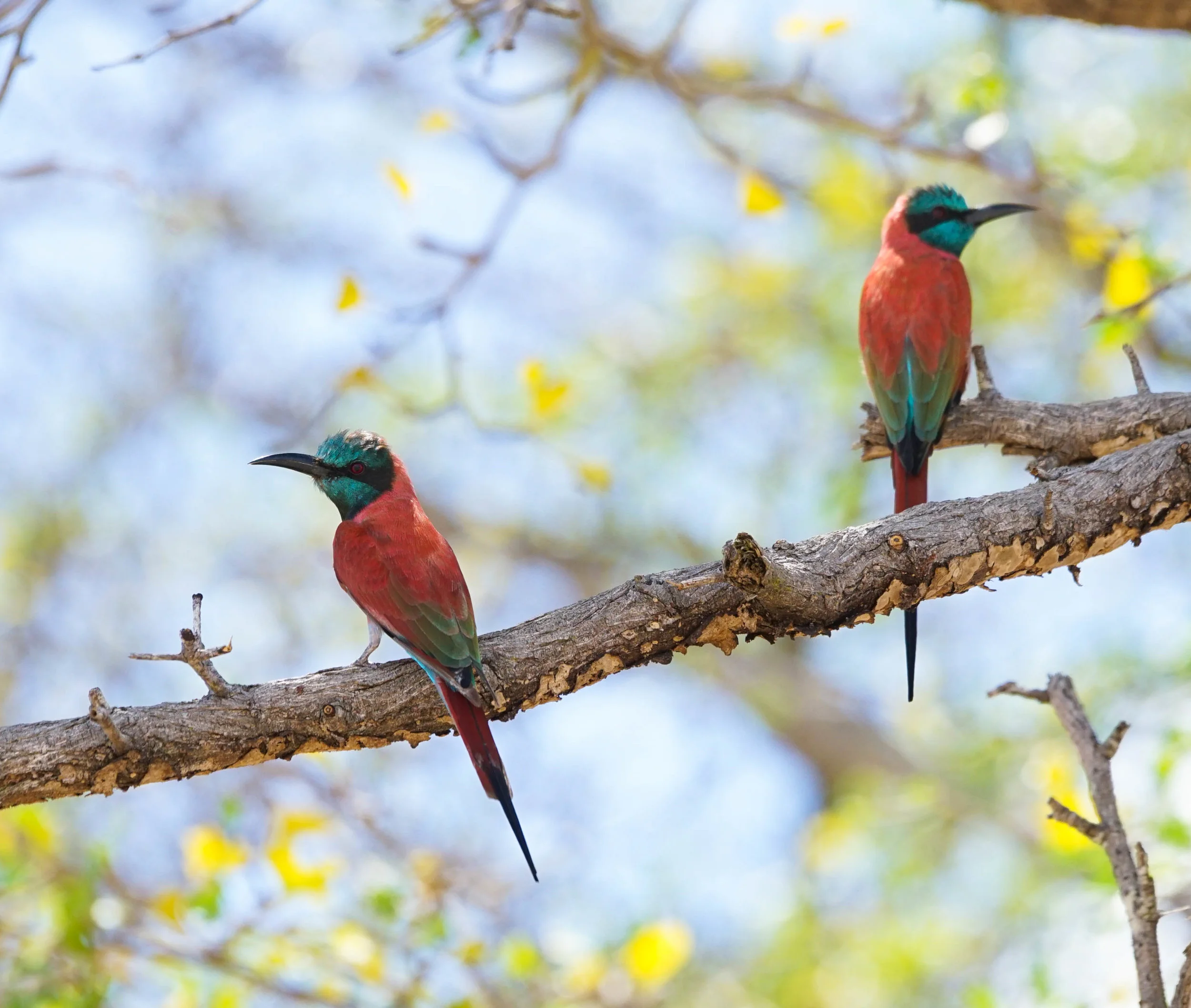 Carmine bee-eater
